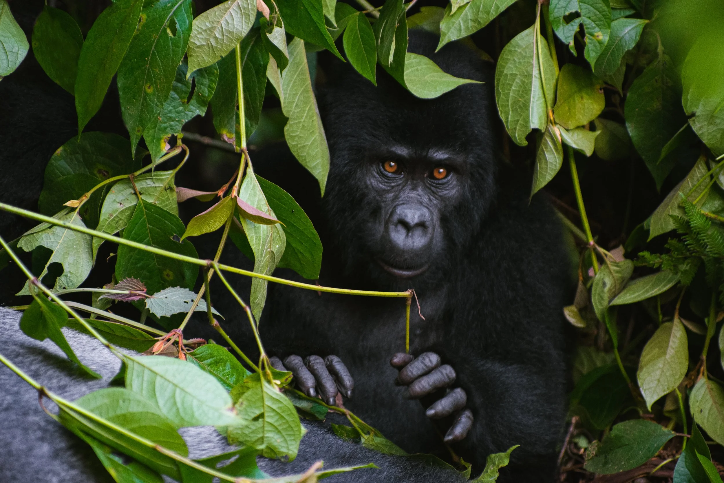 gorilla patty cake.jpg