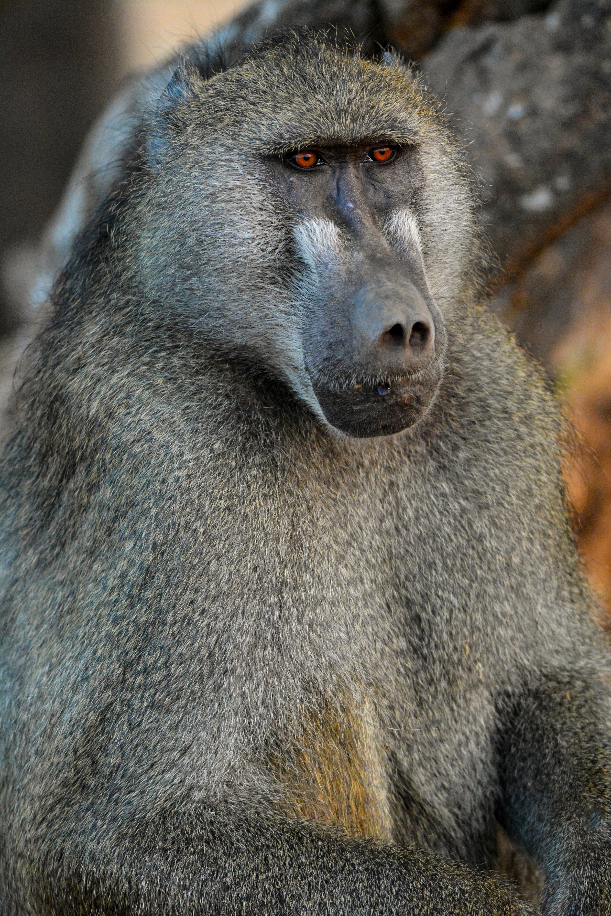 baboon chobe.jpg