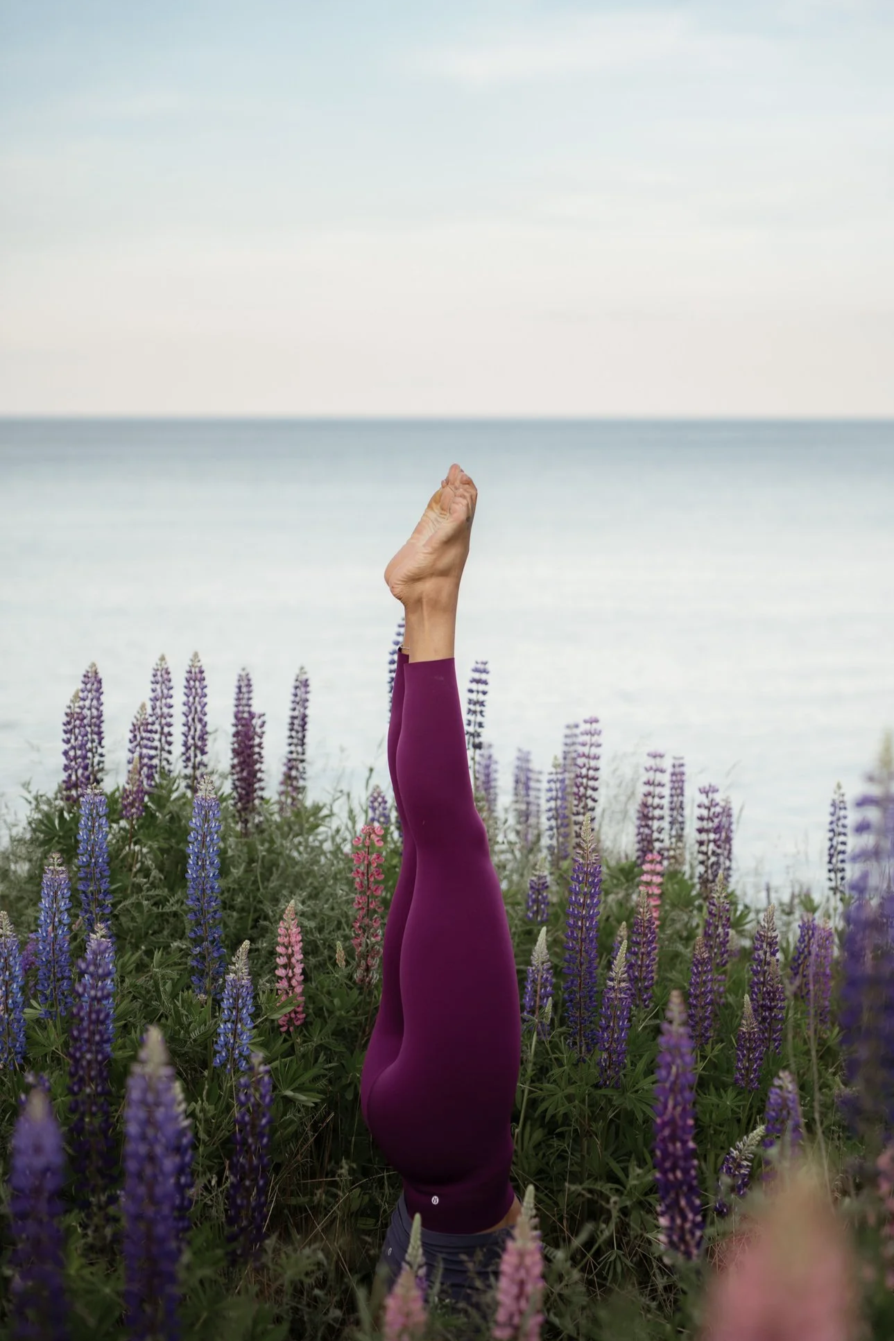Woman doing headstand among purple and pink lupins with Nova Scotia coastline in background
