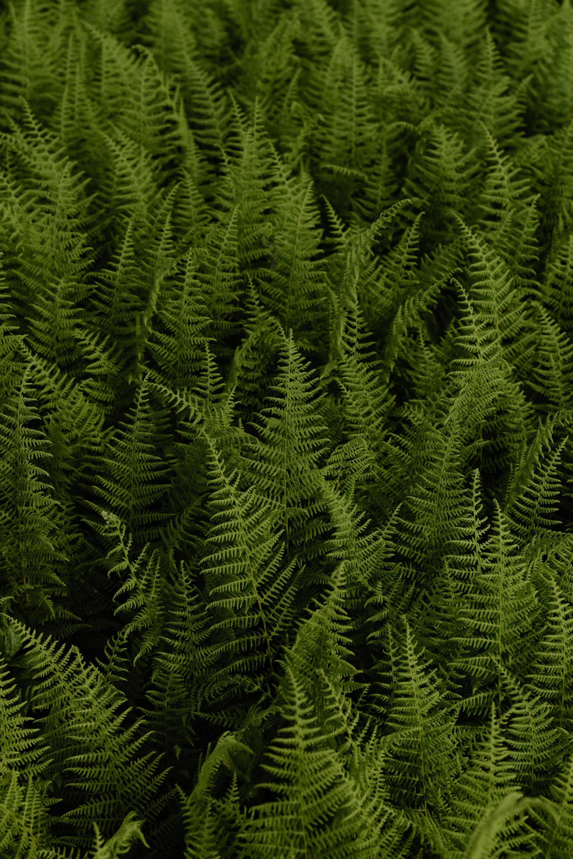 Dense green ferns covering the ground.