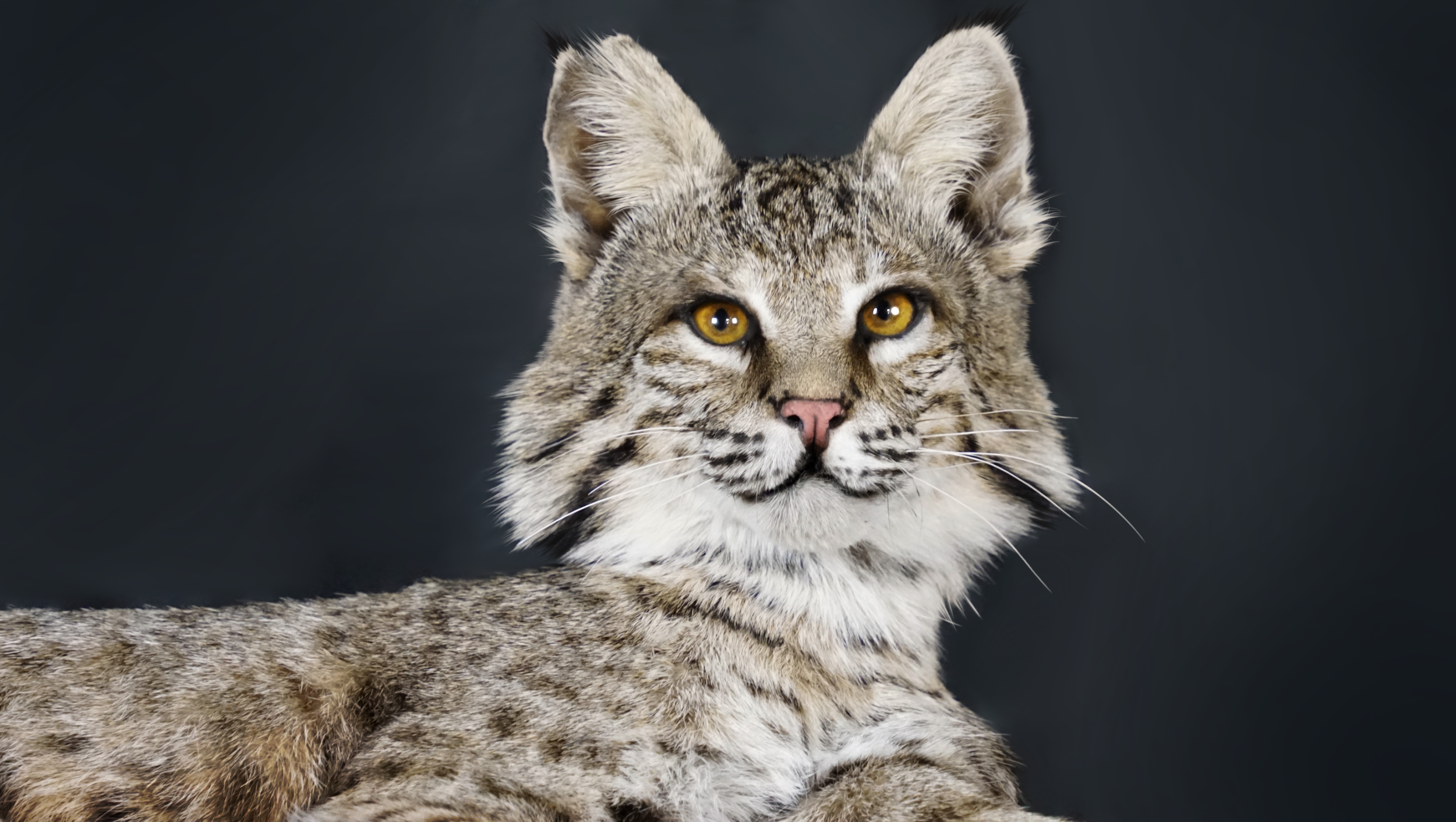 Oct2024Bobcat.PNG