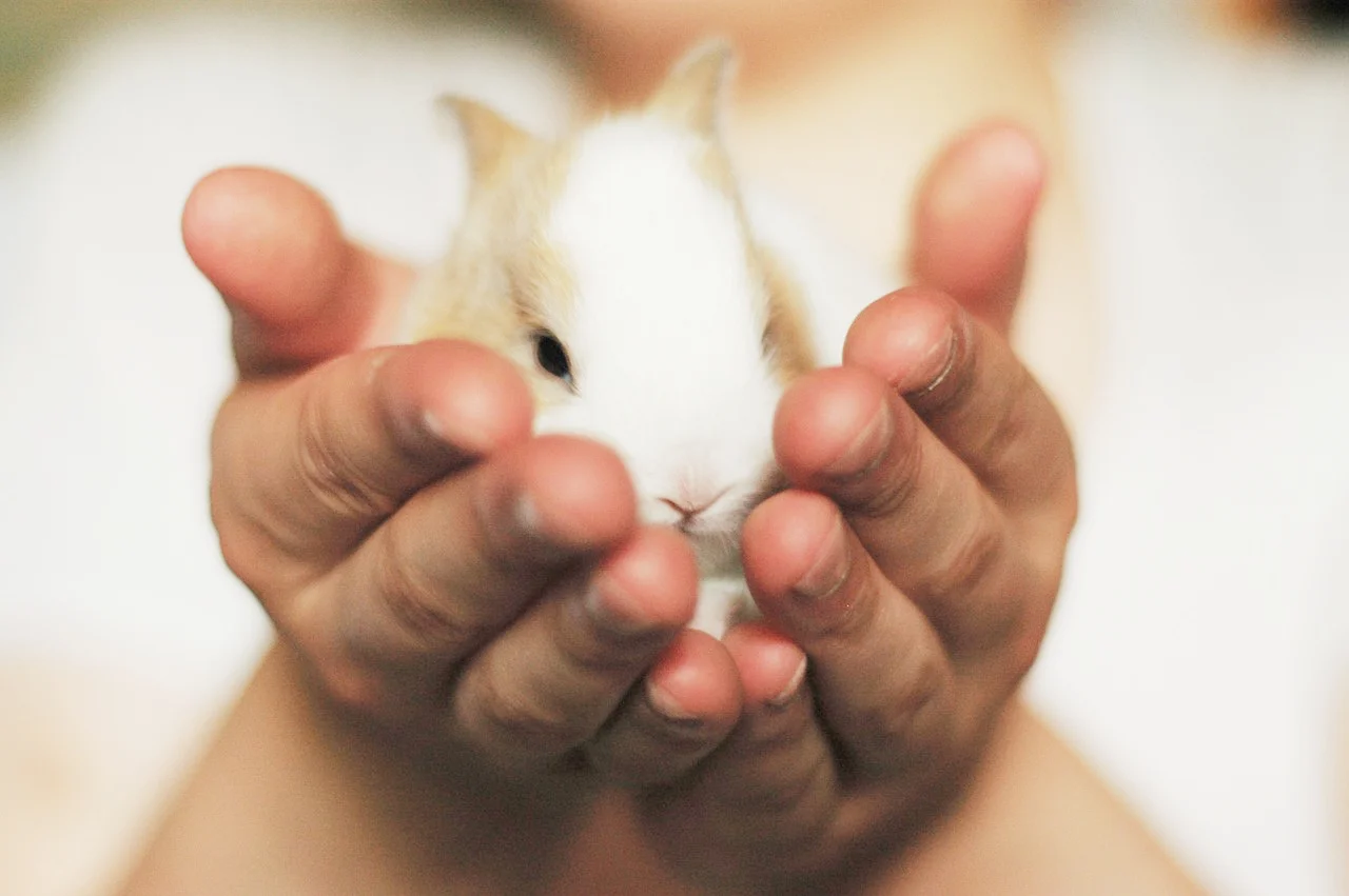 rabbit-2742525_1280.jpg