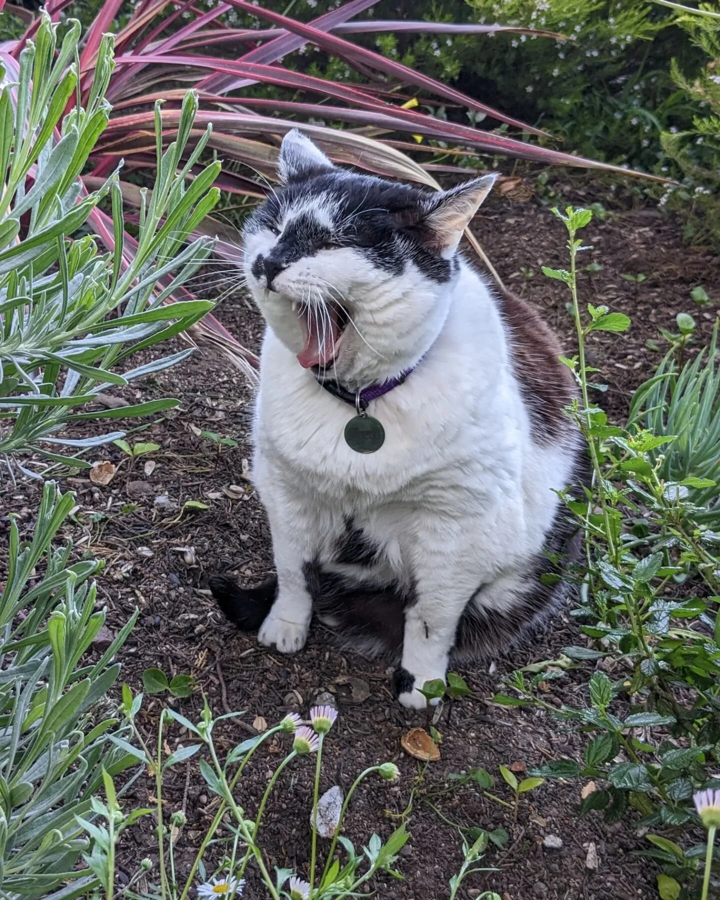Various garden scenes. :)
.
.
.
#backyardgarden #backyardcritters #urbangarden #bellflower #australianviolet #fleabane #fleabanedaisy #violets #catsofinstagram #caturday
