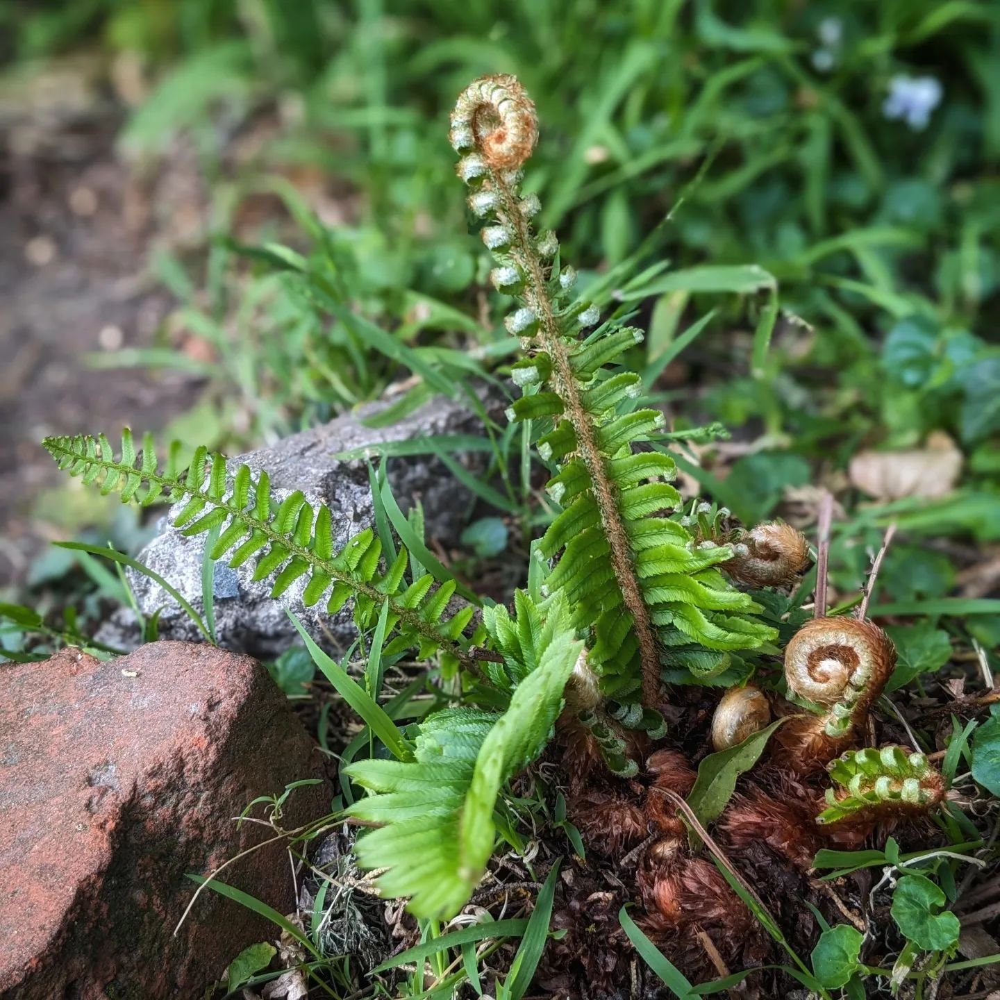 Baby fern leaves unfurling.
.
.
.
#fern #ferns #fiddlehead #fiddleheads #spring #backyardgarden #green