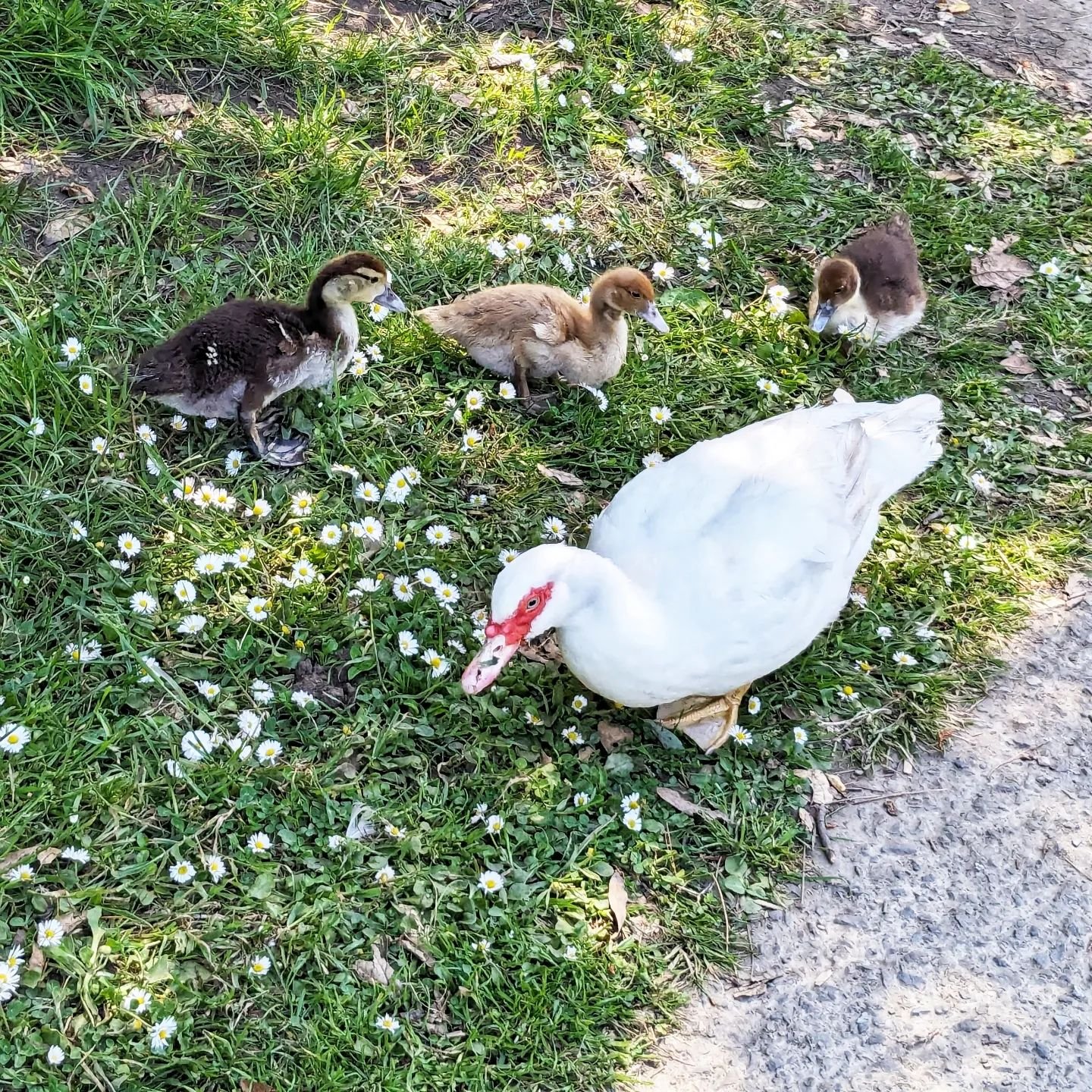 It's duckling season at the pond at McLaren Park. Muscovy ducks in the first photo, mallards in the second.
.
.
.
#ducks #ducksofinstagram #ducklings #sanfrancisco #mclarenpark #waterbirds