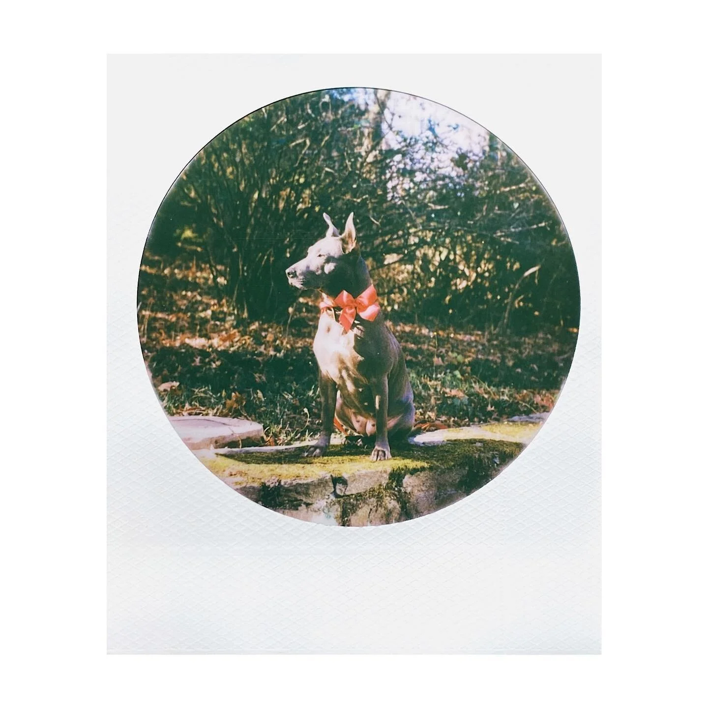 Happy Holidays! 
.
#christmas #christmasdog #polaroid #sx70 #bluelacy #🐶