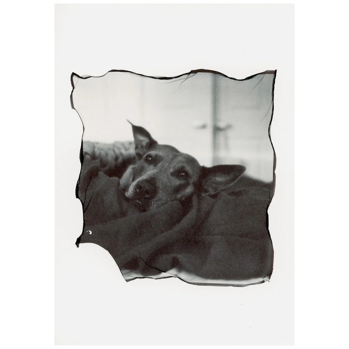 Baby&rsquo;s first(successful) emulsion lift! 
.

#polaroid #sx70 #polaroidsx70 #blackandwhite #instantfilmsociety #filmisnotdead #instantfilm #instantfilmphotography #emulsion #emulsionlift #dogs #dogsofinsta