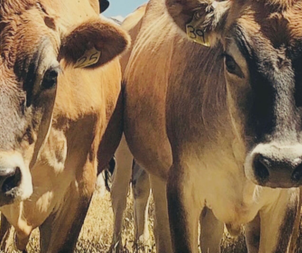 🐮 
No one likes a wedding crasher, unless of course, you&rsquo;re cute and furry! #Moo

.
.
.
.
#springhillweddings #caliweddings #ido #weddingphotography #photobombs #weddingdestination #weddingvenues #barnyardwedding #outdoorwedding #cows #farmhou