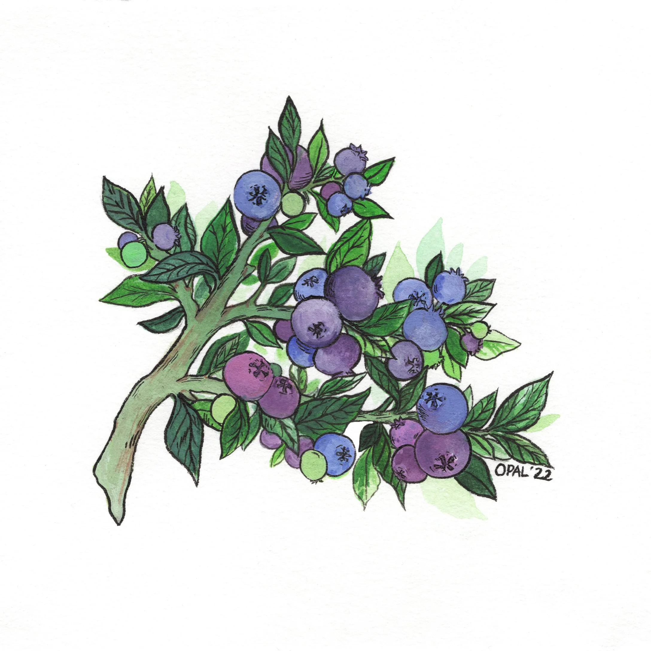 Blueberries 2022.jpeg