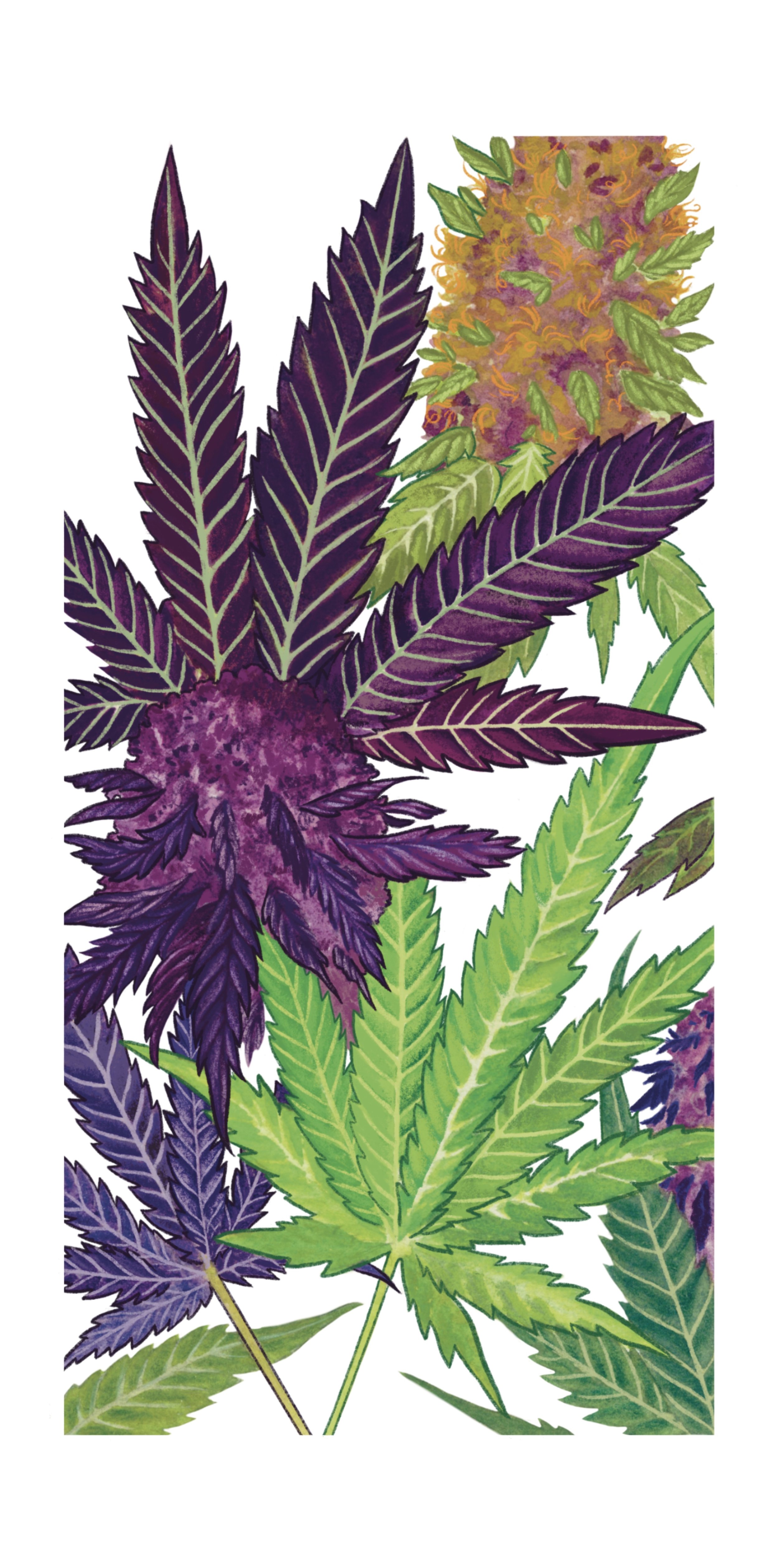 Formatted Cannabis.JPG