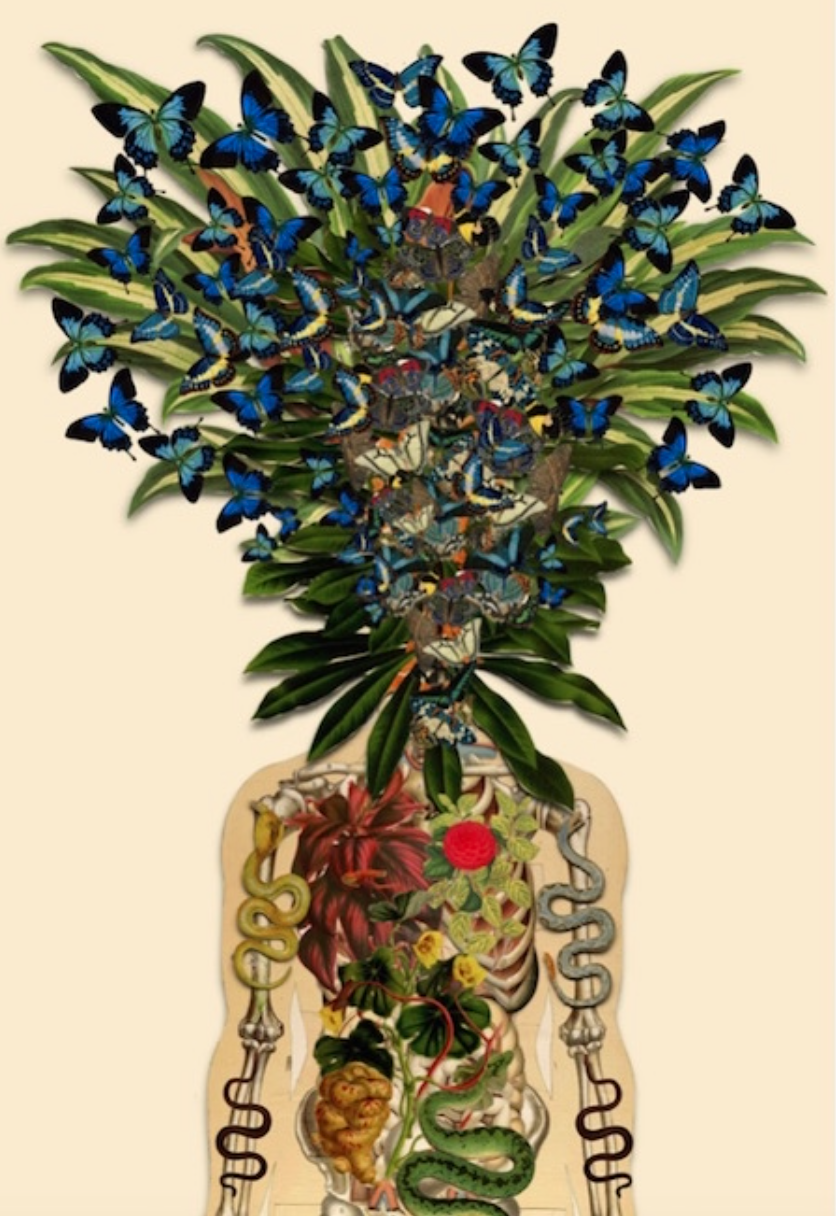 Artistic illustration of the body and nervous system with butterflies symbolizing transformation and healing