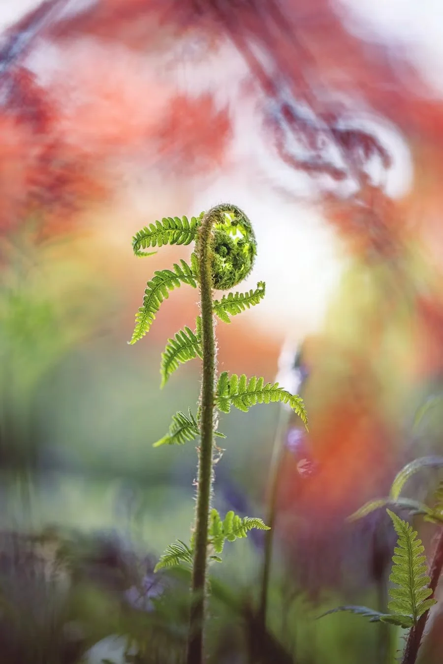 Fern unfurling, representing gentle growth and a somatic therapy approach to depression.
