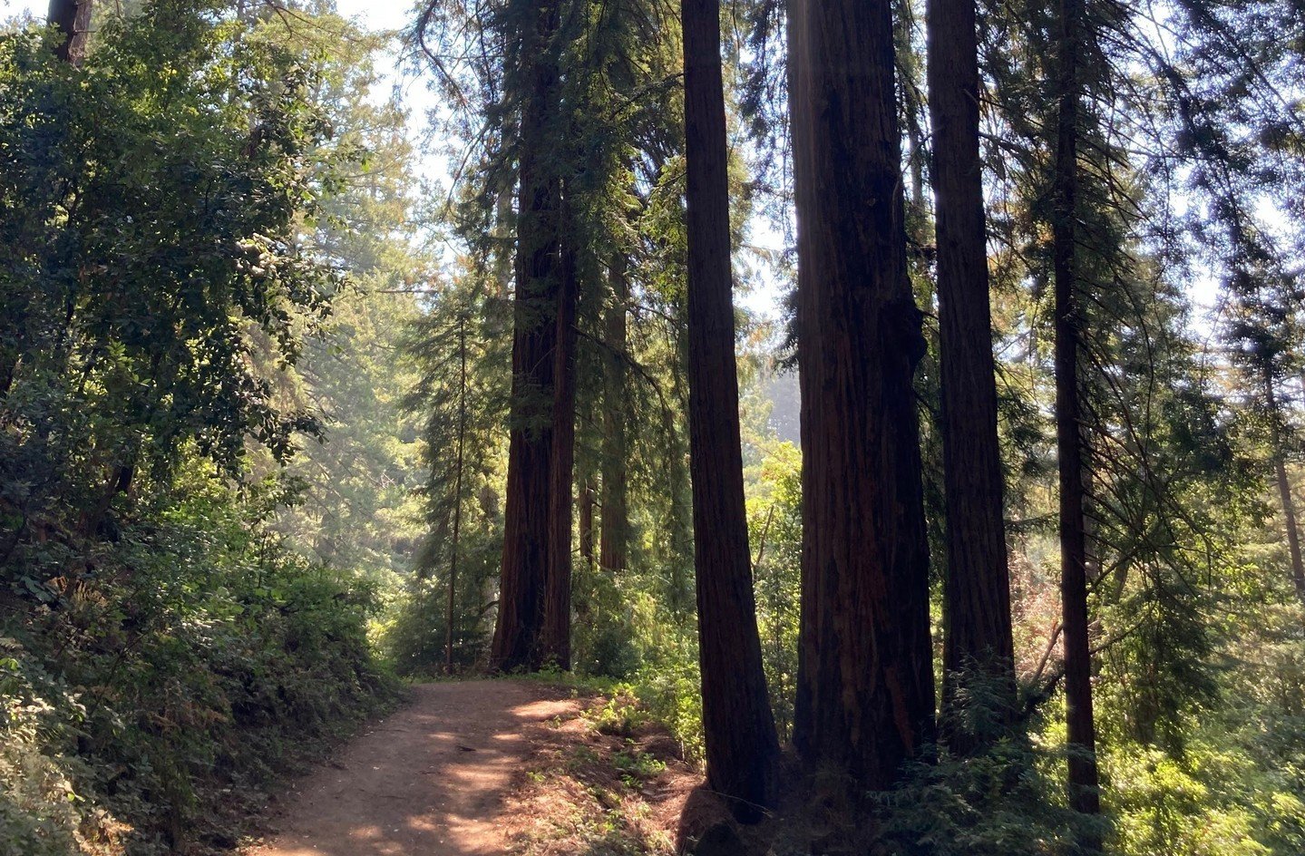***Heads up that we won't be having a Sunday service this week because most of us will be at our church-wide retreat at Alliance Redwoods!*** Please pray for us to have a restorative + fun time together.

For next Sunday, May 5th &ndash; New Traditio