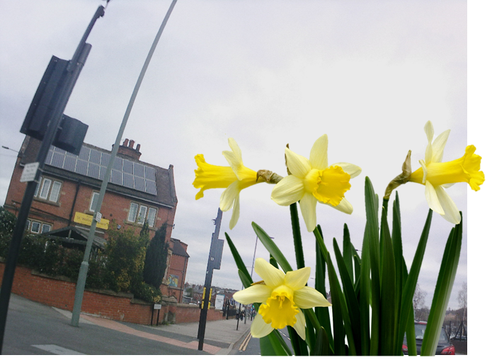 23 March - Day 19 - ‘Daffodils, That come before the swallow dares’ Shakespeare