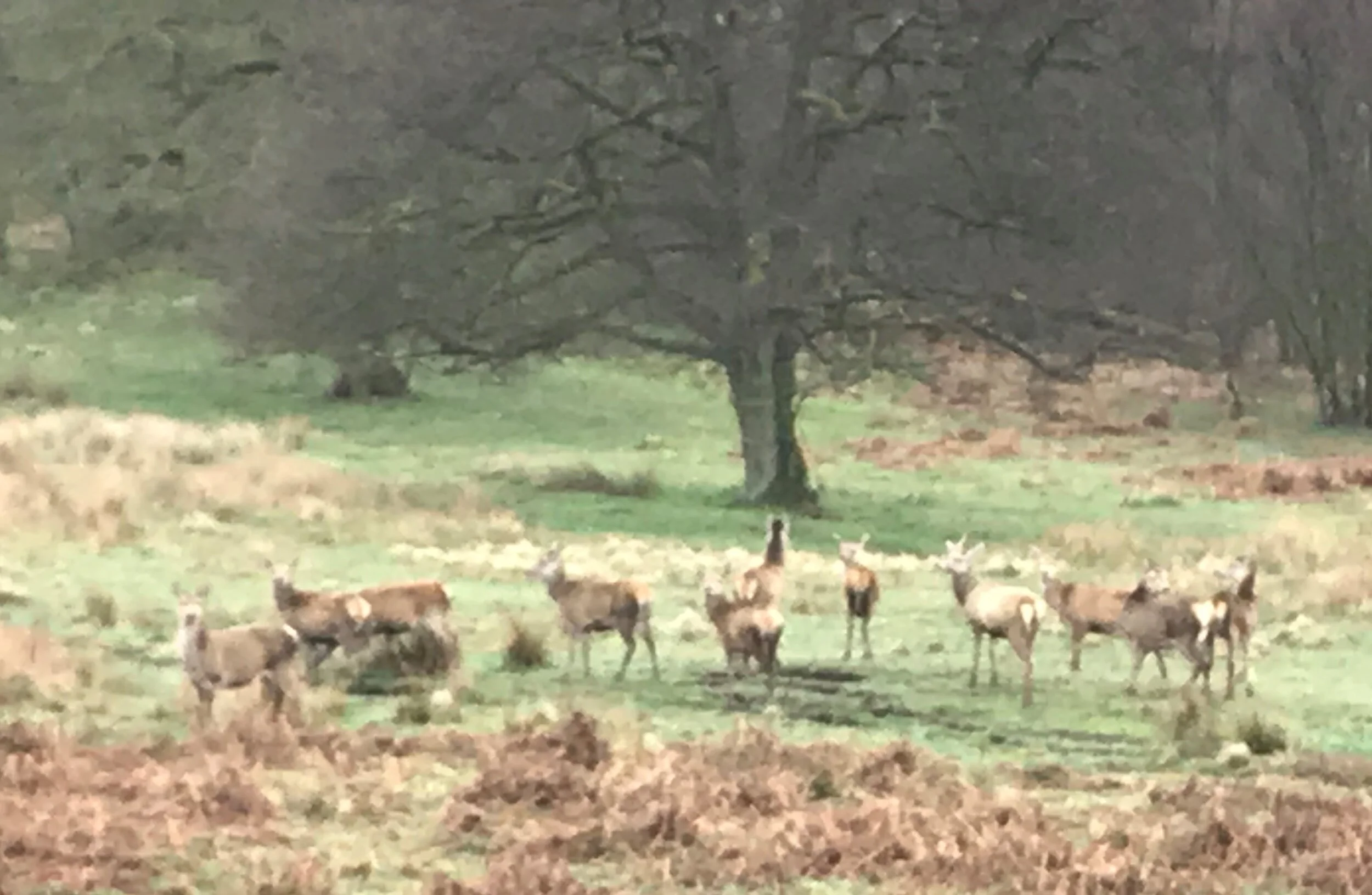 1 April - Day 26 - Blood, sweat and  deers