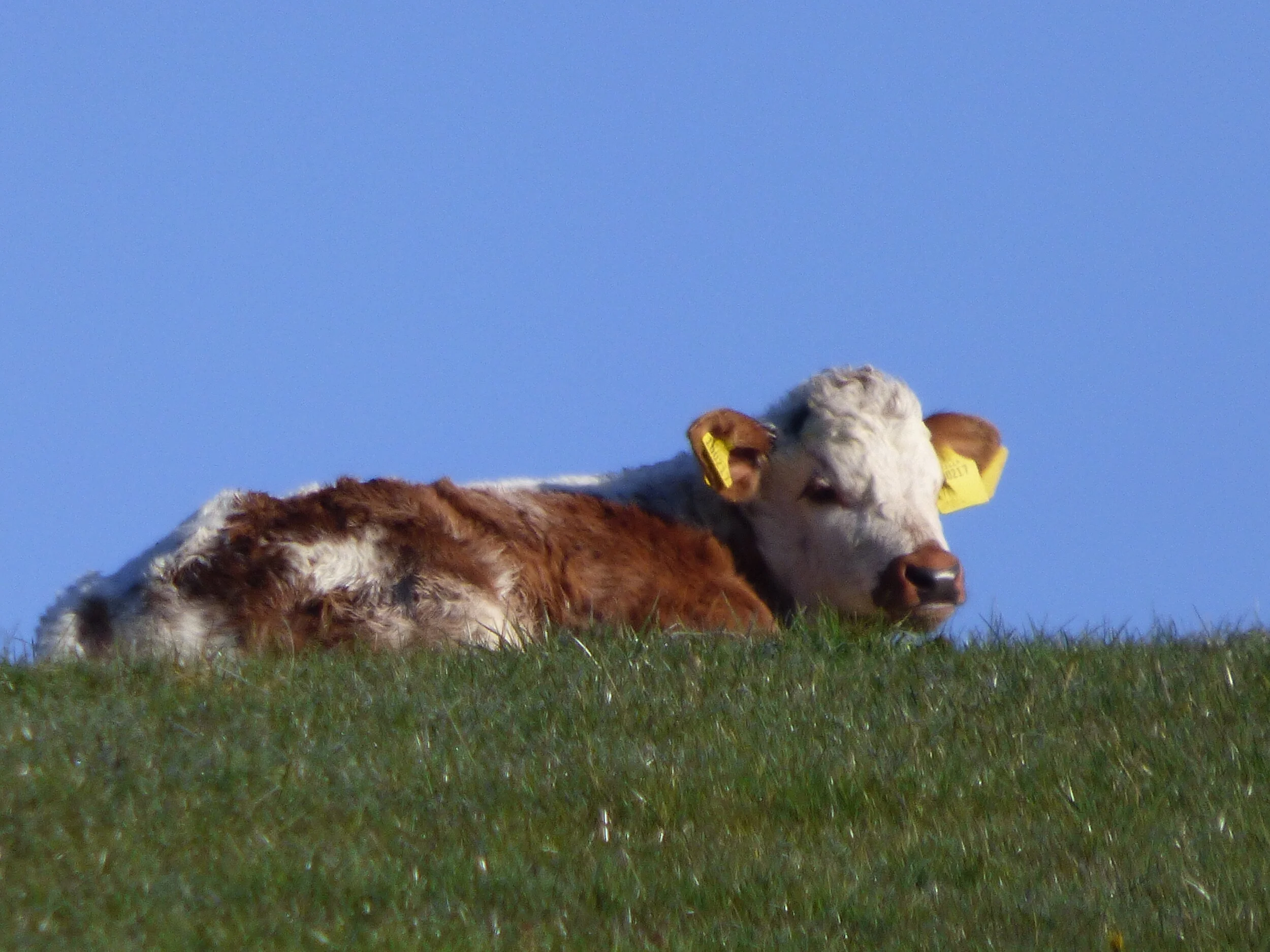 16 April - Day 35 - ‘April hath put a spirit of youth in everything.’ Shakespeare