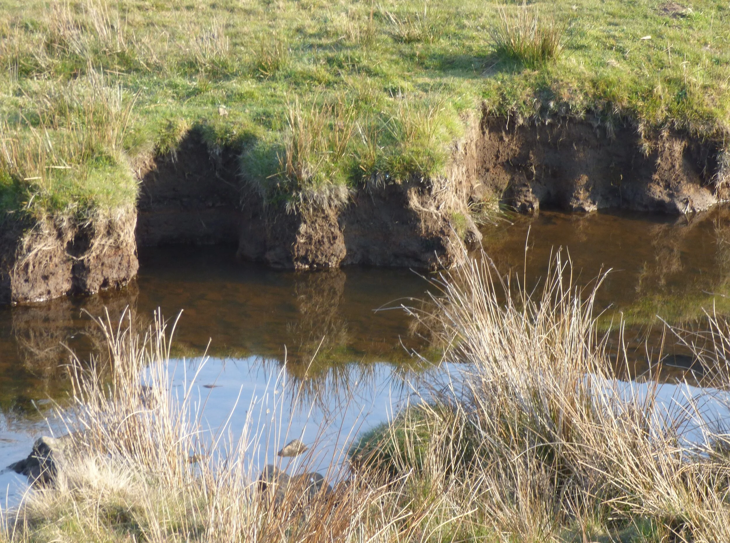 26th April - Day 41 - An endless stream ... (of puns?)