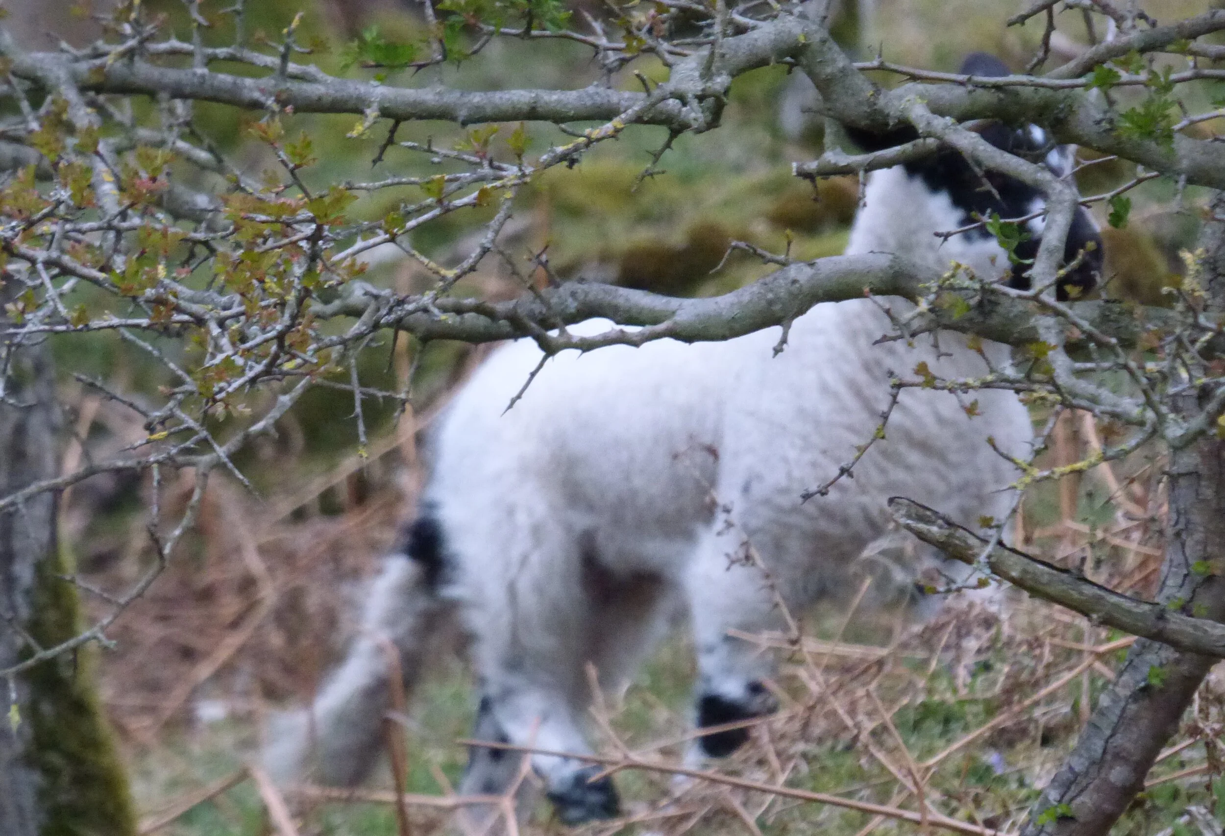 28th April - Day 43 - “Everything depends on upbringing. ” Leo Tolstoy