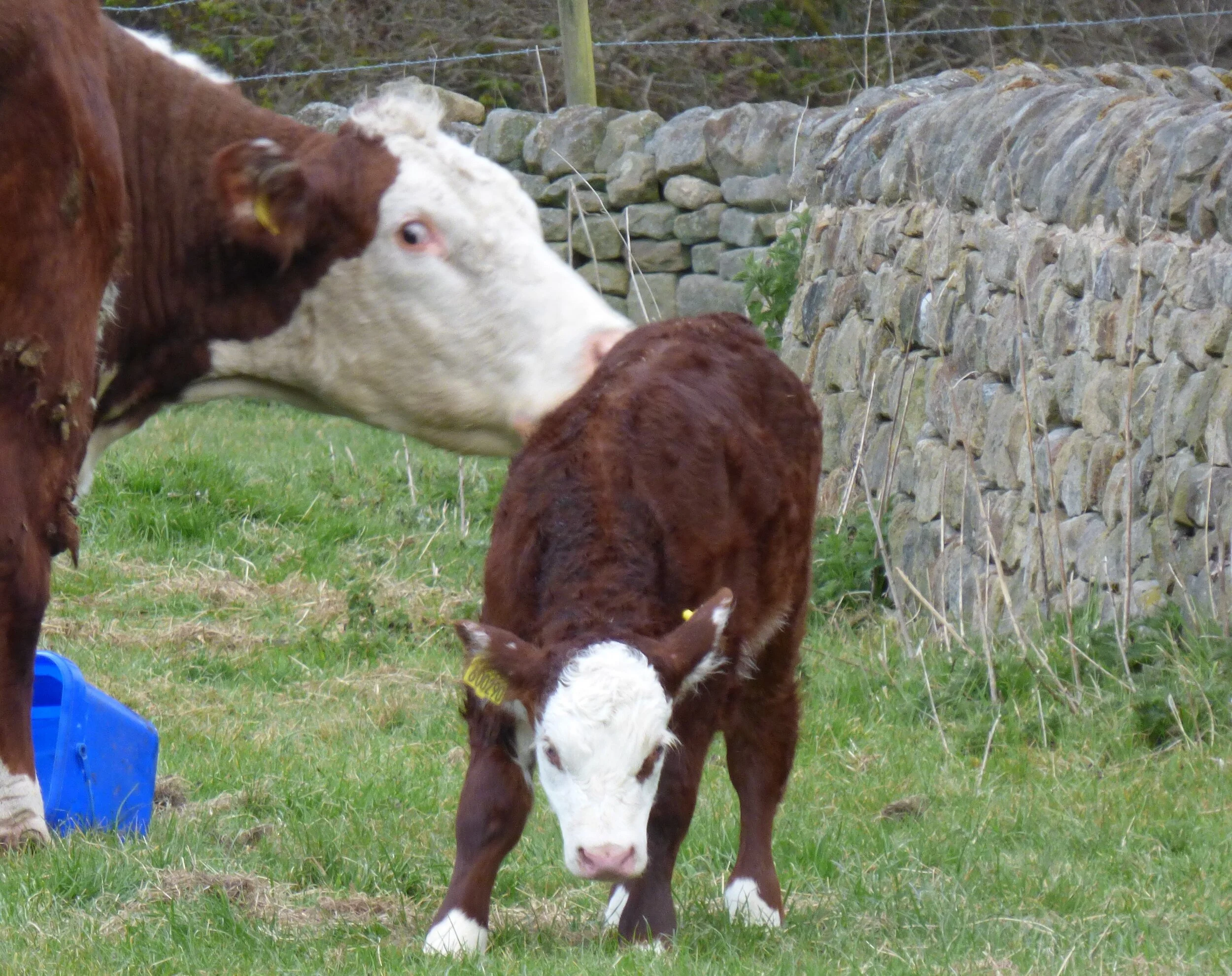 30th April - Day 45 - If it looks like it gonna rain but it dunna rain, it wunna rain
