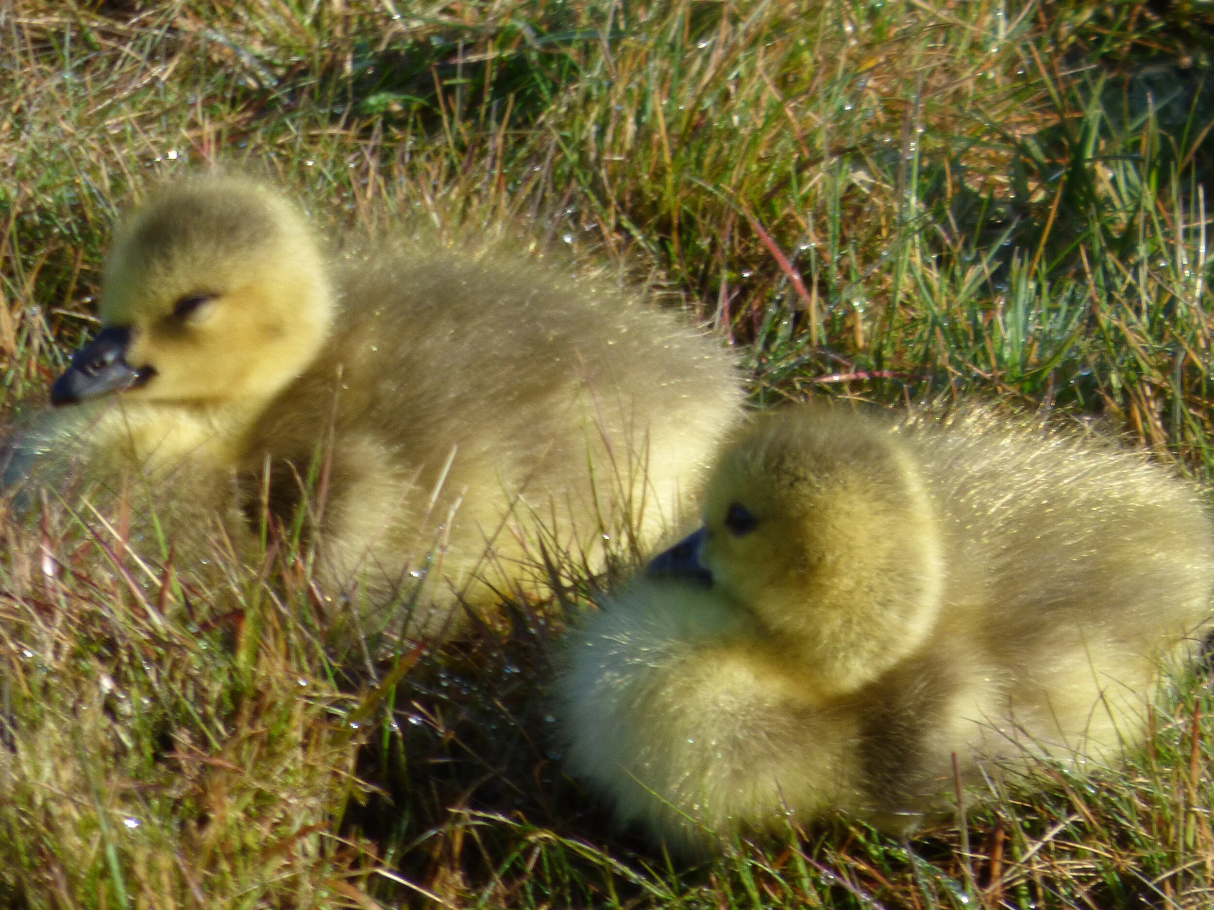 5th May - Day 47 - Without feather ado