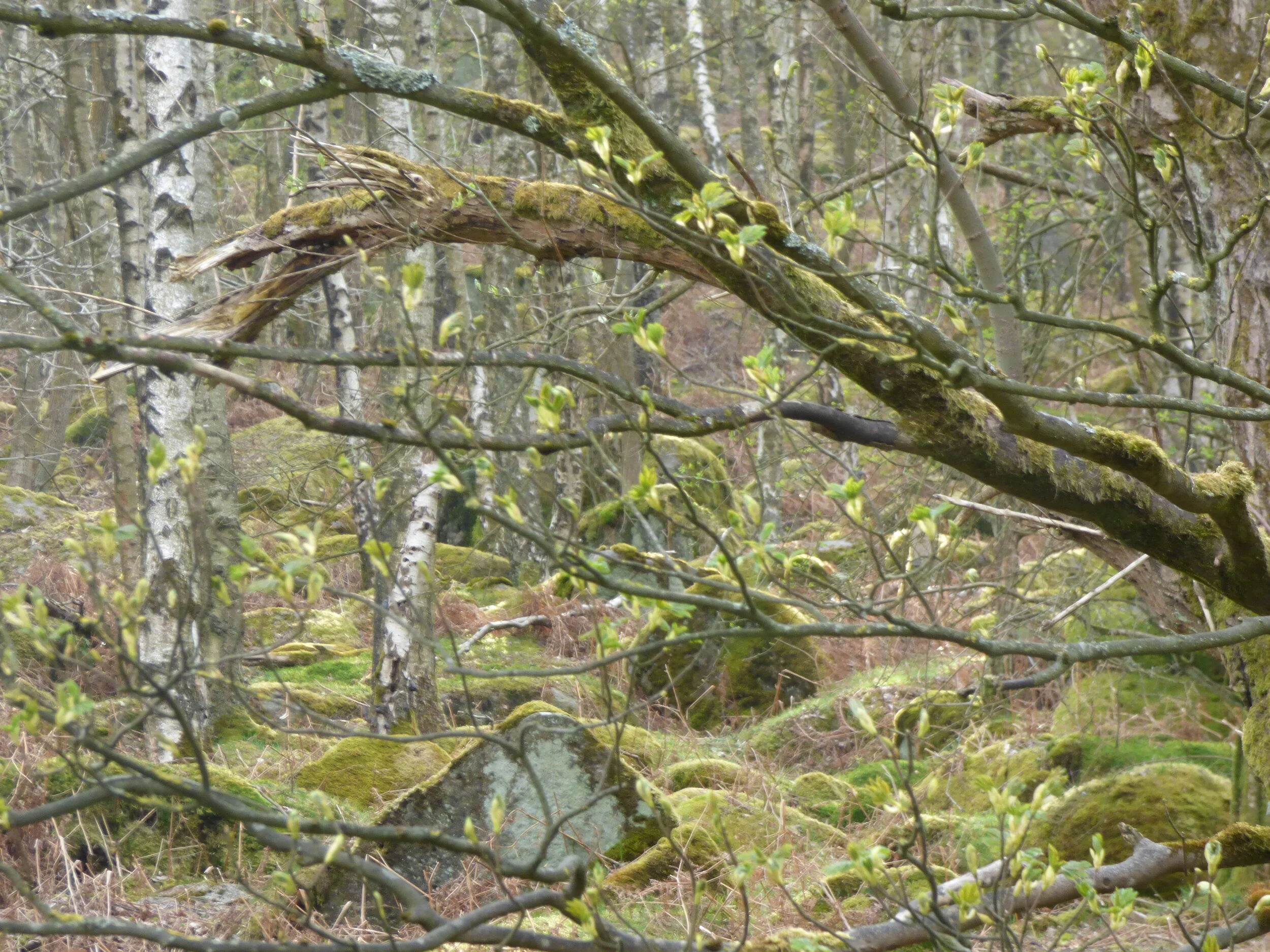 May 17 - Day 55  - Making the moss out of it