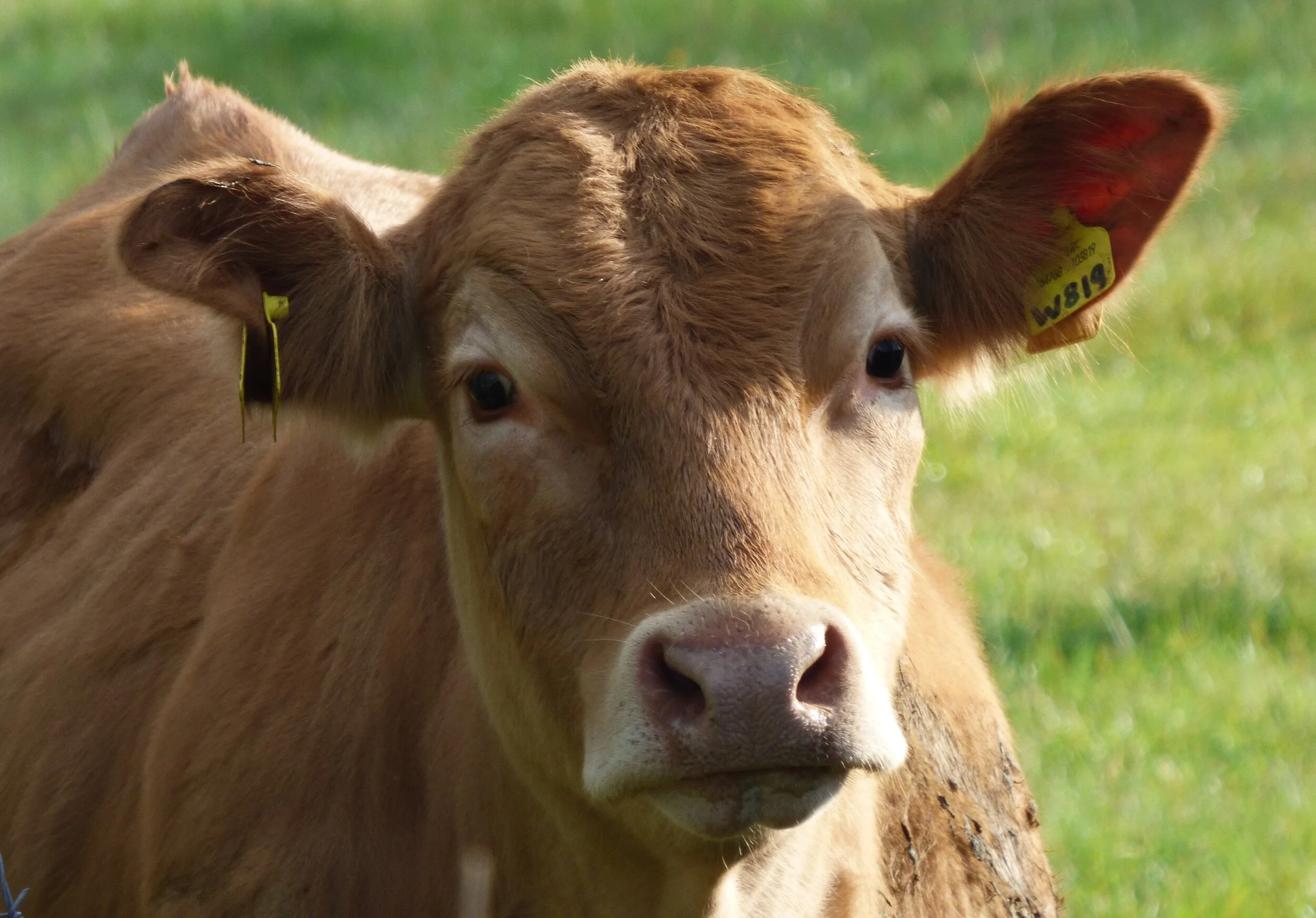 May 18 - Day 56 - I saw a Jersey and had to pullover