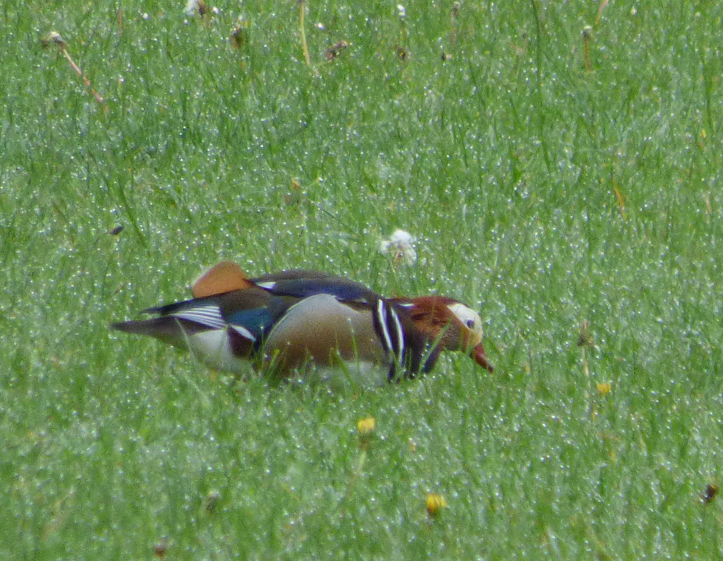 May 20 - Day 58 - A duck out of water - taking a quack at it