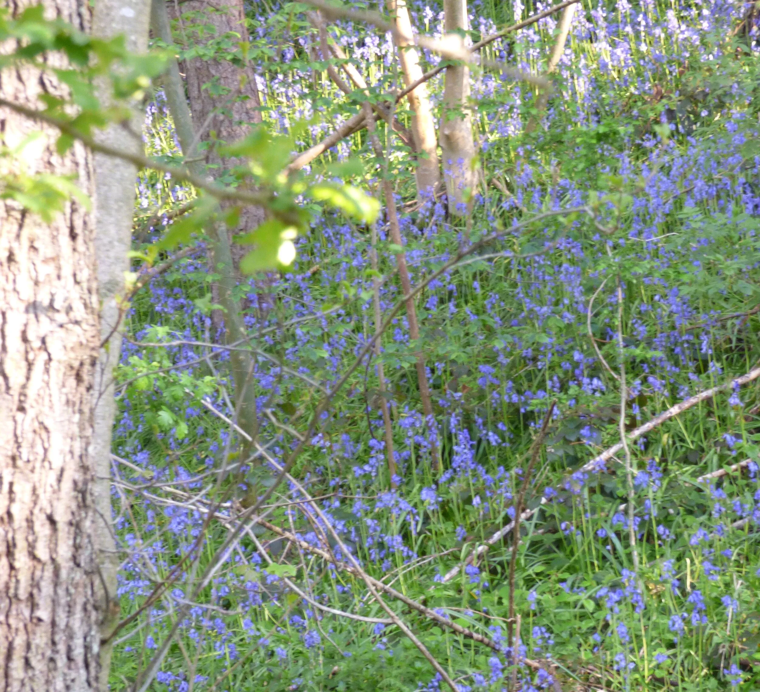 May 27 - Day 62 - 'We hope that, when the insects take over the world, they will remember with gratitude how we took them along on all our picnics.' Bill Vaughan