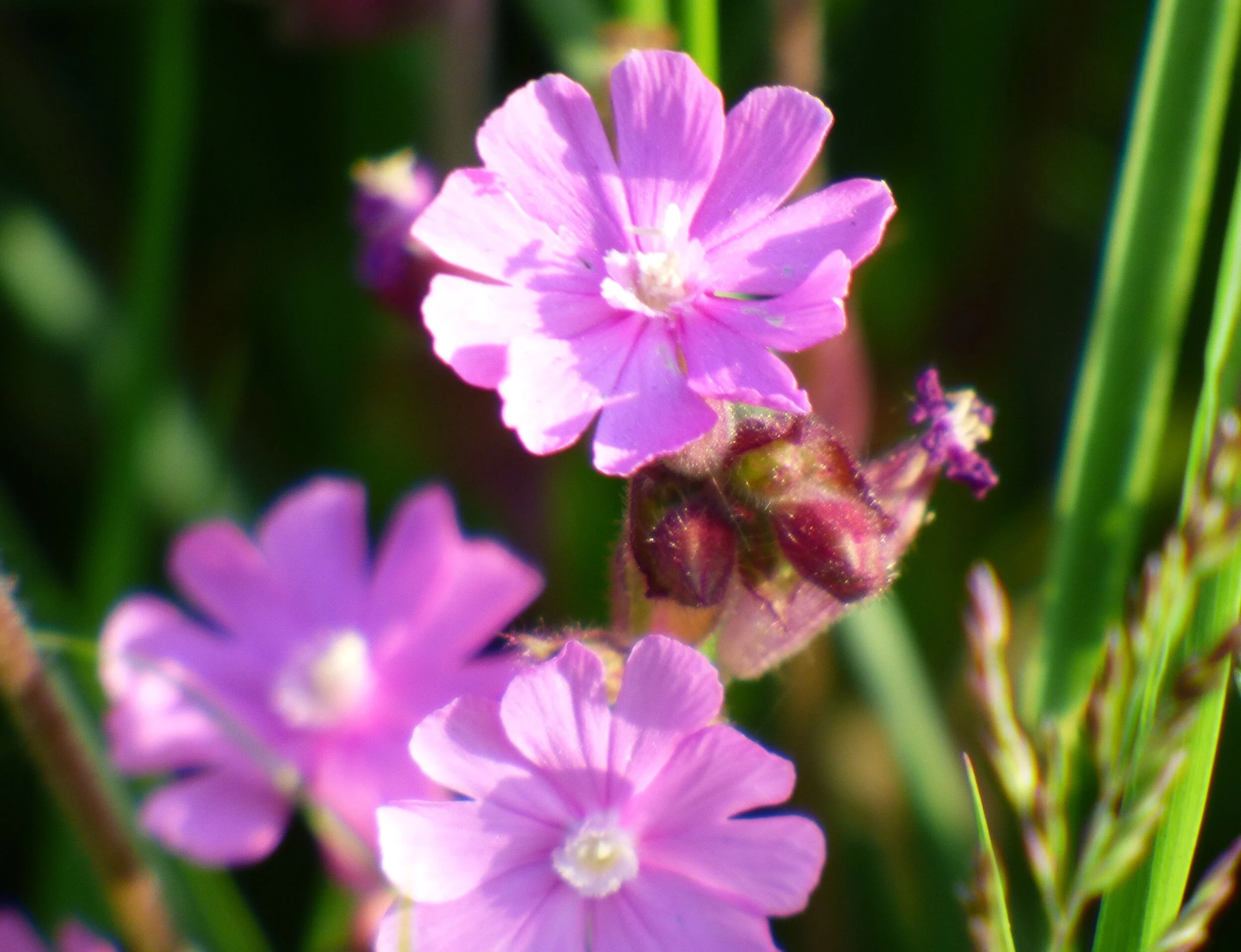 June 2 - Day 65 - 'If every tiny flower wanted to be a rose, spring would lose its loveliness.' – St Therese of Lisieux