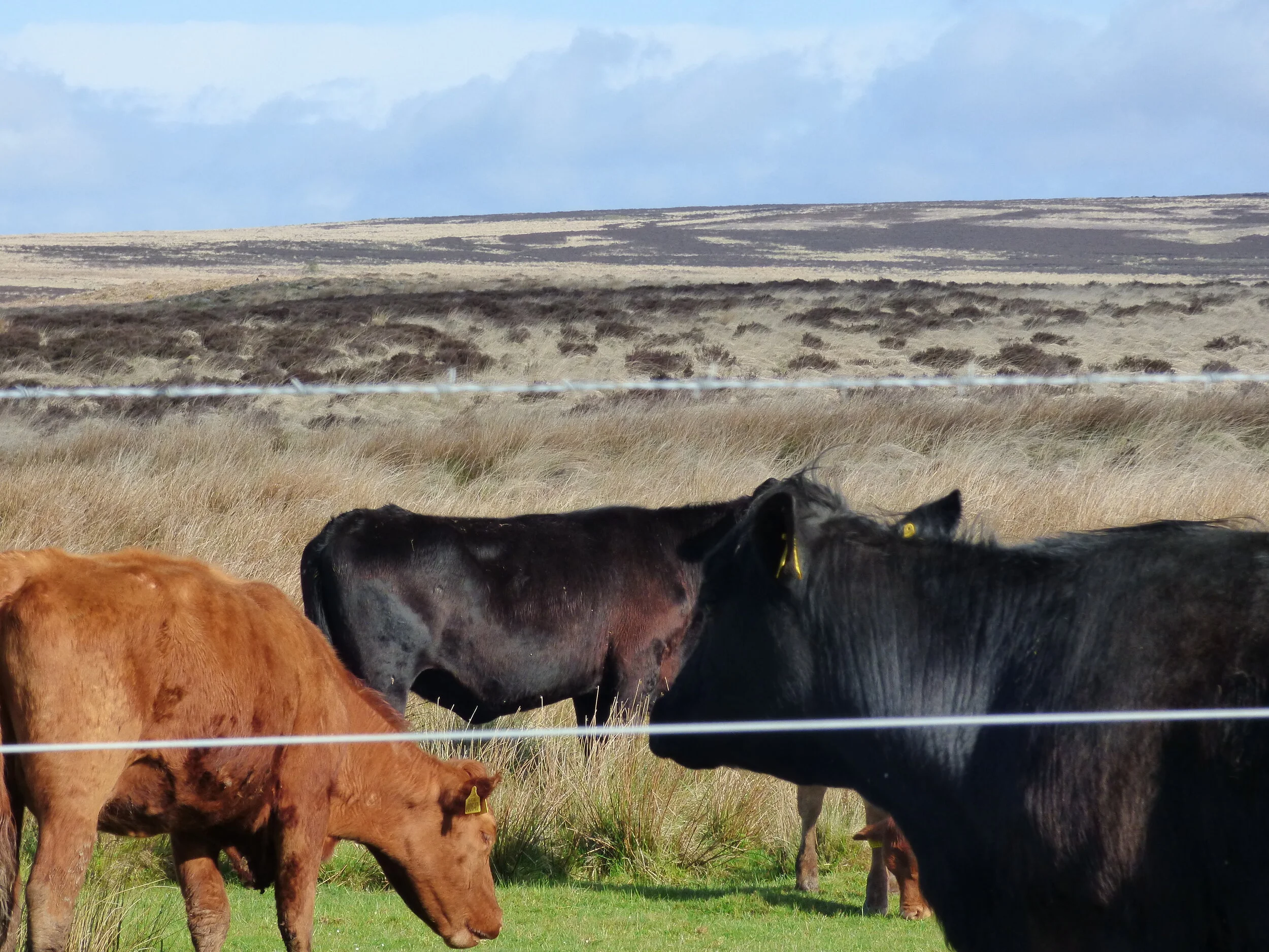 June 3 - Day 66  - 'You should never hesitate to trade your cow for a handful of magic beans.' Tom Robbins