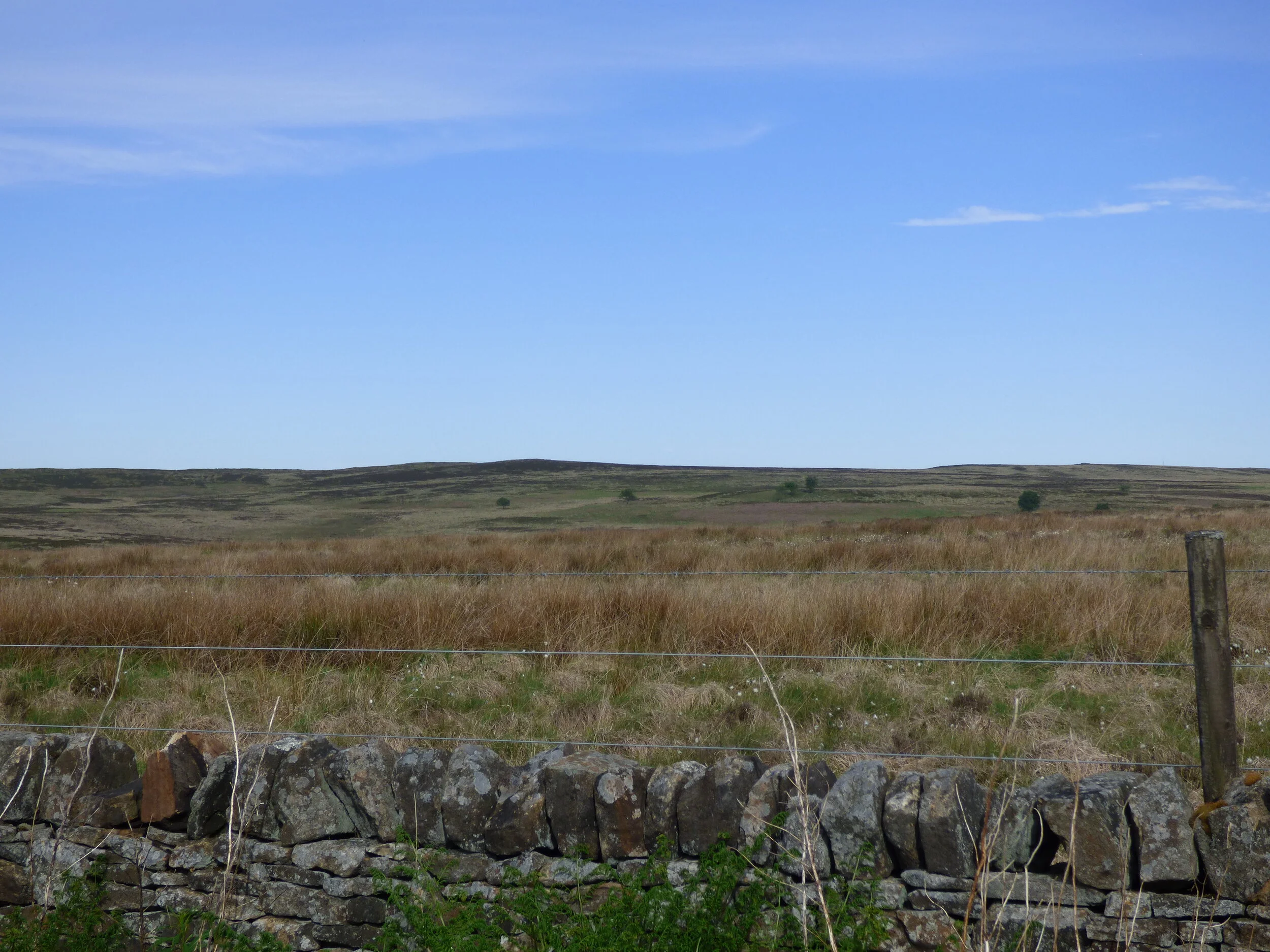 June 7 - Day 68 - 'Take my hand, I need you when the day is through Why don't you take my dreams and make them all come true.' Tom Jones