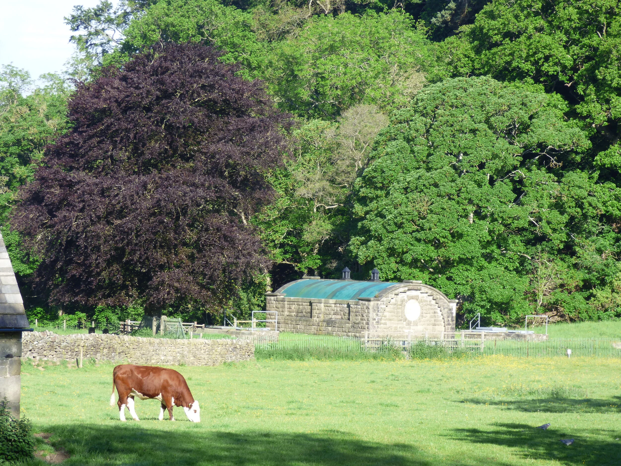 June 8 - Day 69 -The great beech filled at least half the sky...Its roots clutched the slope like a giant hand.’ Laurie Lee