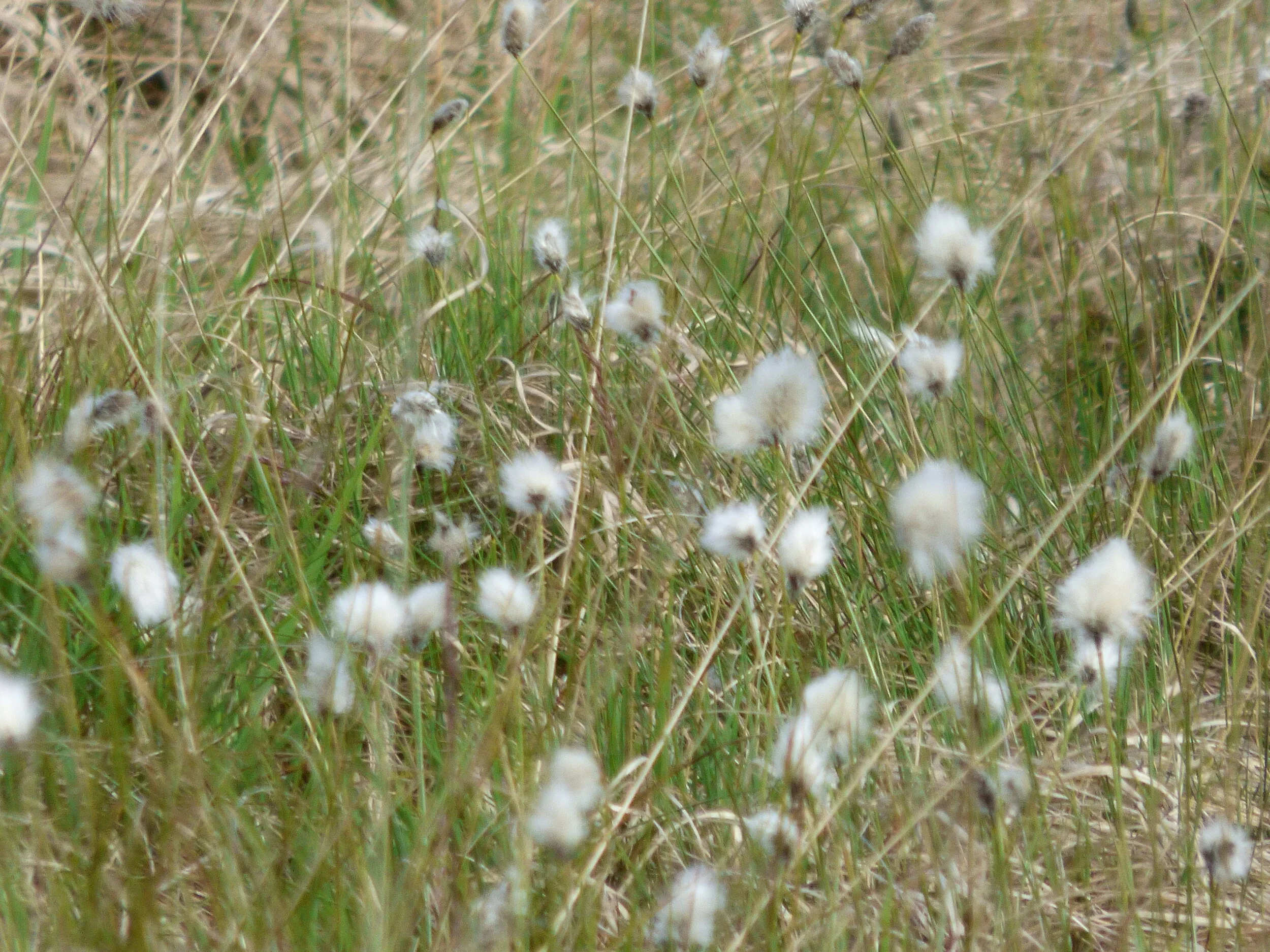 June 9 - Day 70 - ‘What pillow can one have like a good conscience?’ ― John Steinbeck