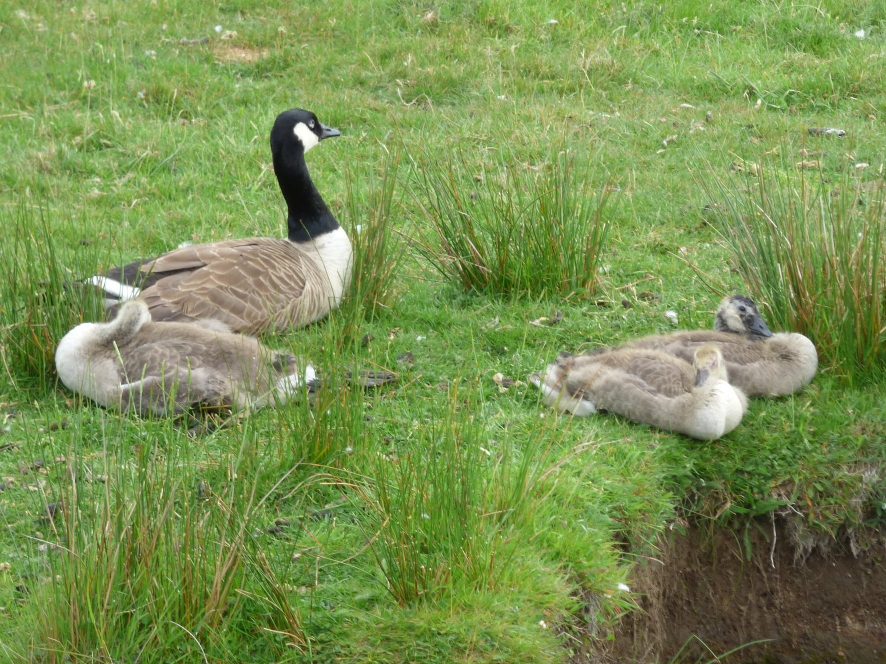 June 11 - Day 72 - Progress Report 2 - 'If there is no struggle, there is no progress.' Frederick Douglass