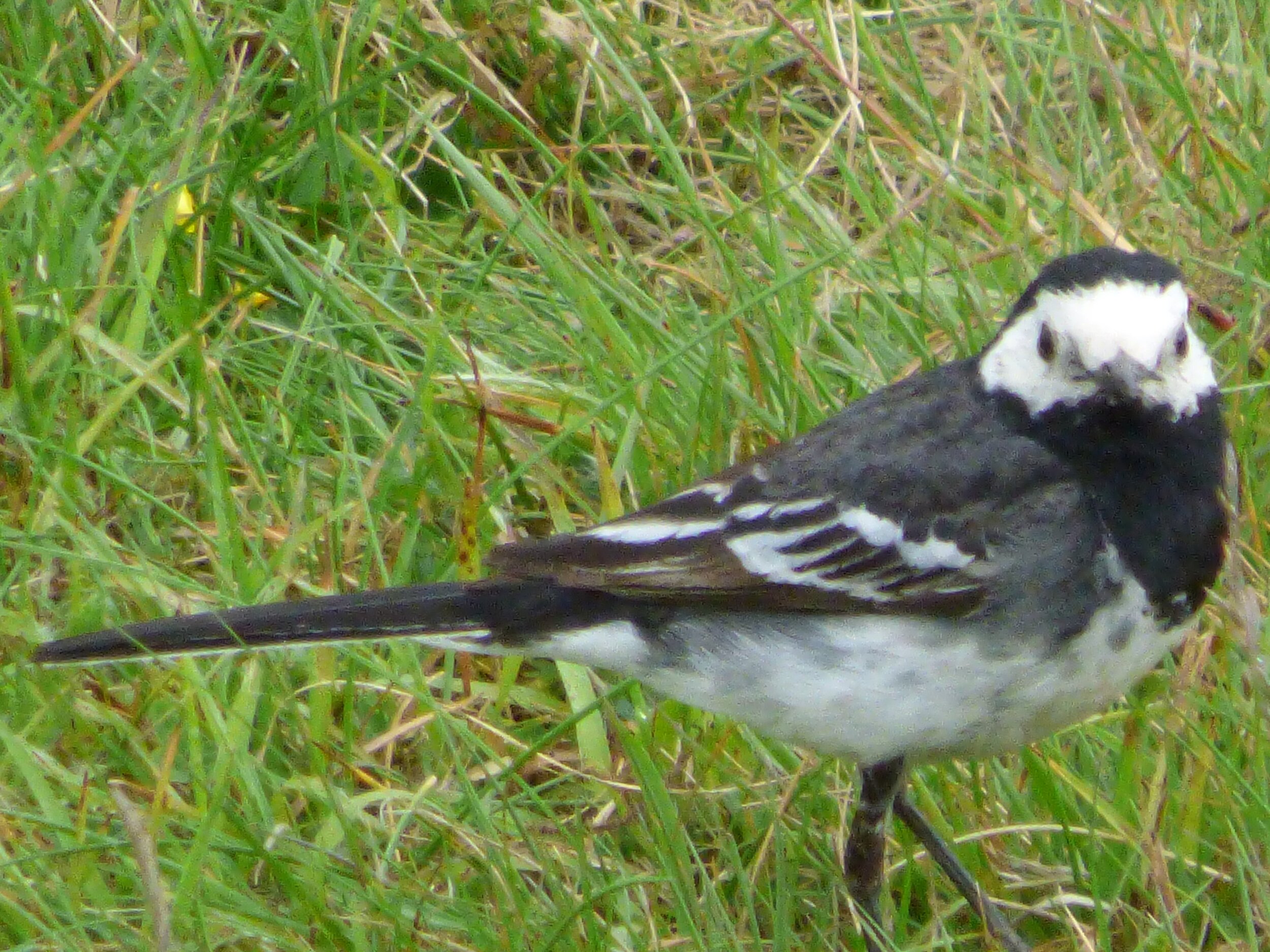 June 14 - Day 73 - 'The eyes have one language everywhere.' George Herbert