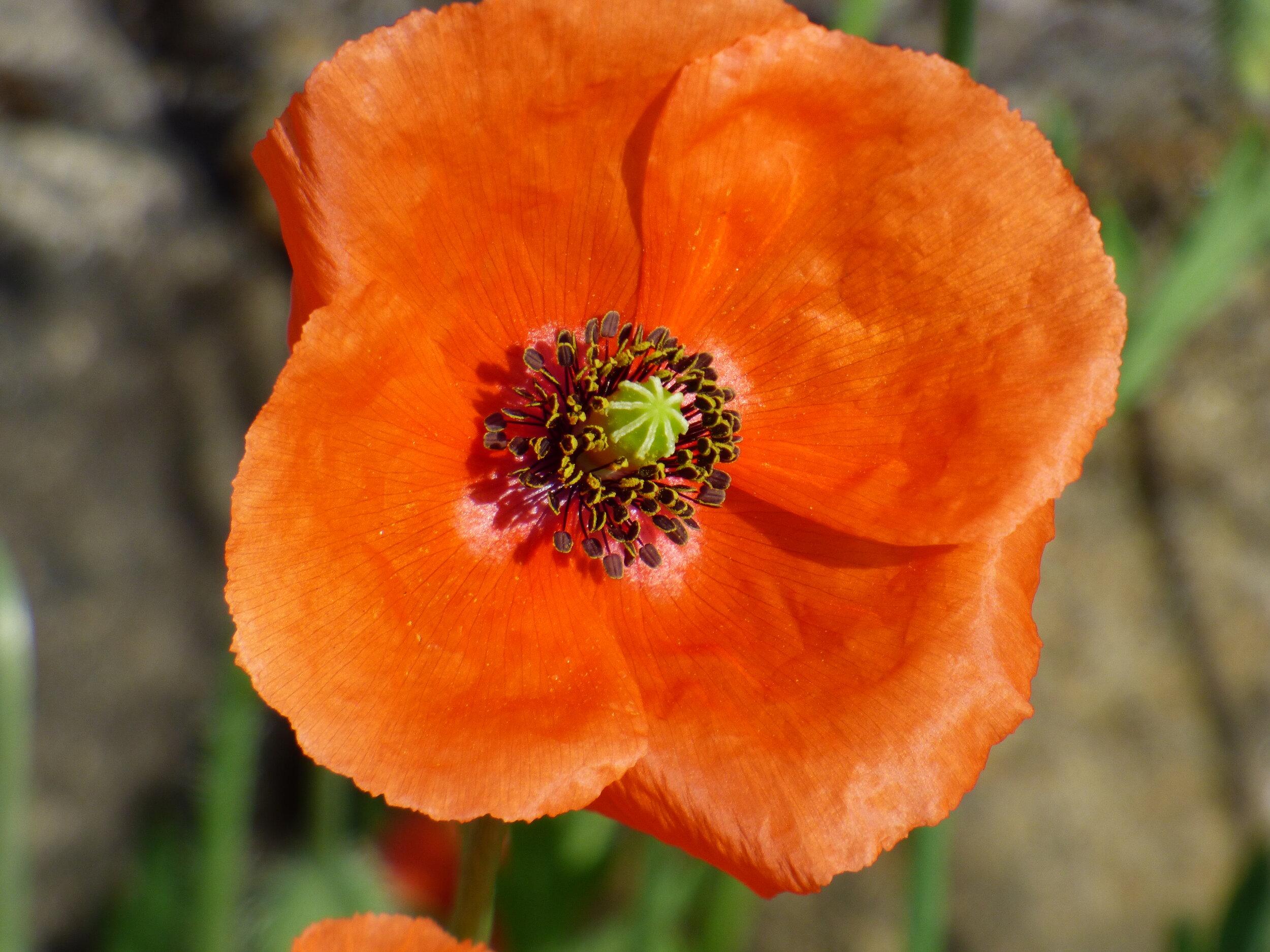 June 15 - Day 74 -‘You belong among the wildflowers…Far away from your trouble and worry…You belong somewhere you feel free’ Tom Petty