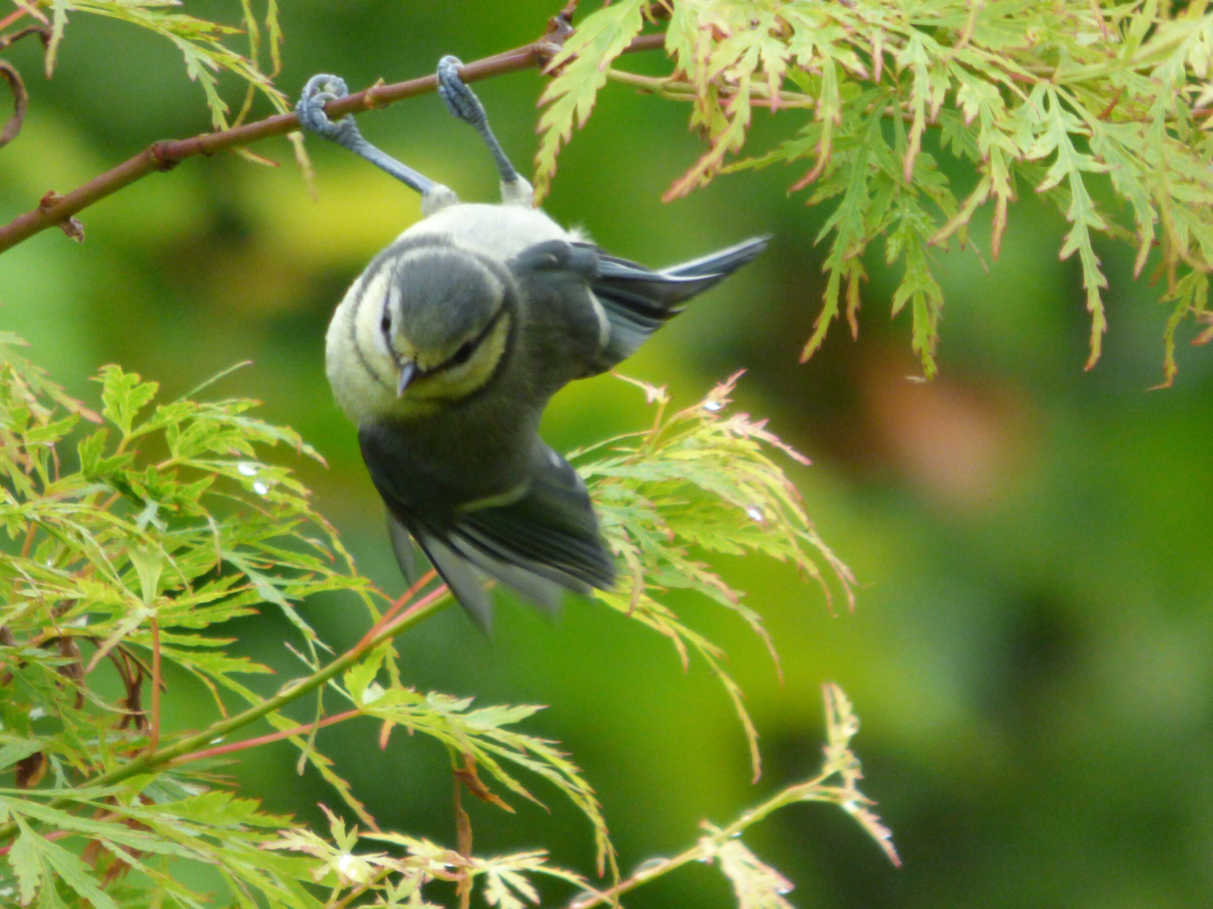 June 21 - Day 78 - 'We have flown the air like birds and swum the sea like fishes, but have yet to learn the simple act of walking the earth like brothers.' Martin Luther King
