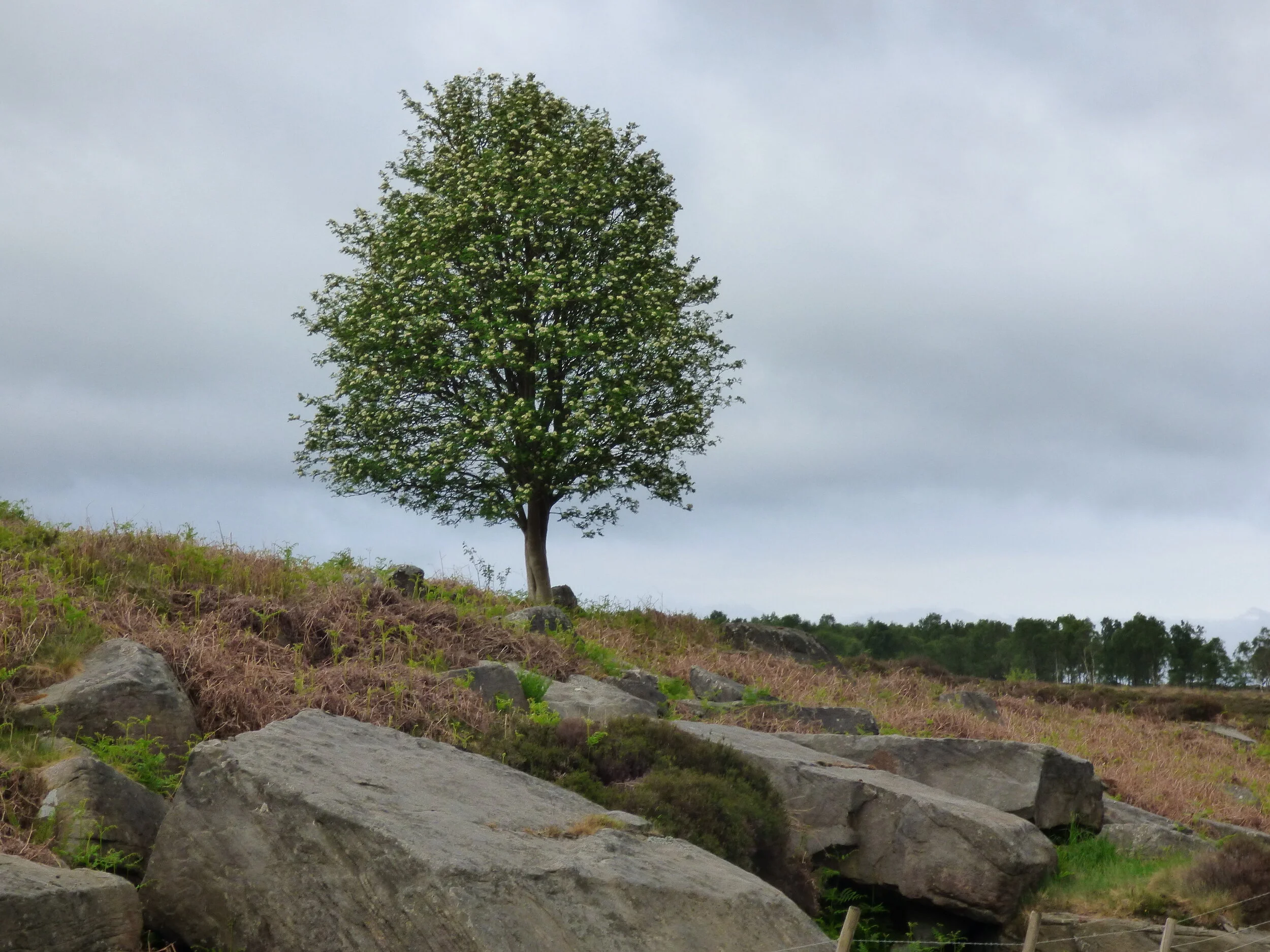 June 22 - Day 79 - 'I reckon in this realm no one man, in wisdom, learning and long approved virtue together, meet to be matched and compared with him.'