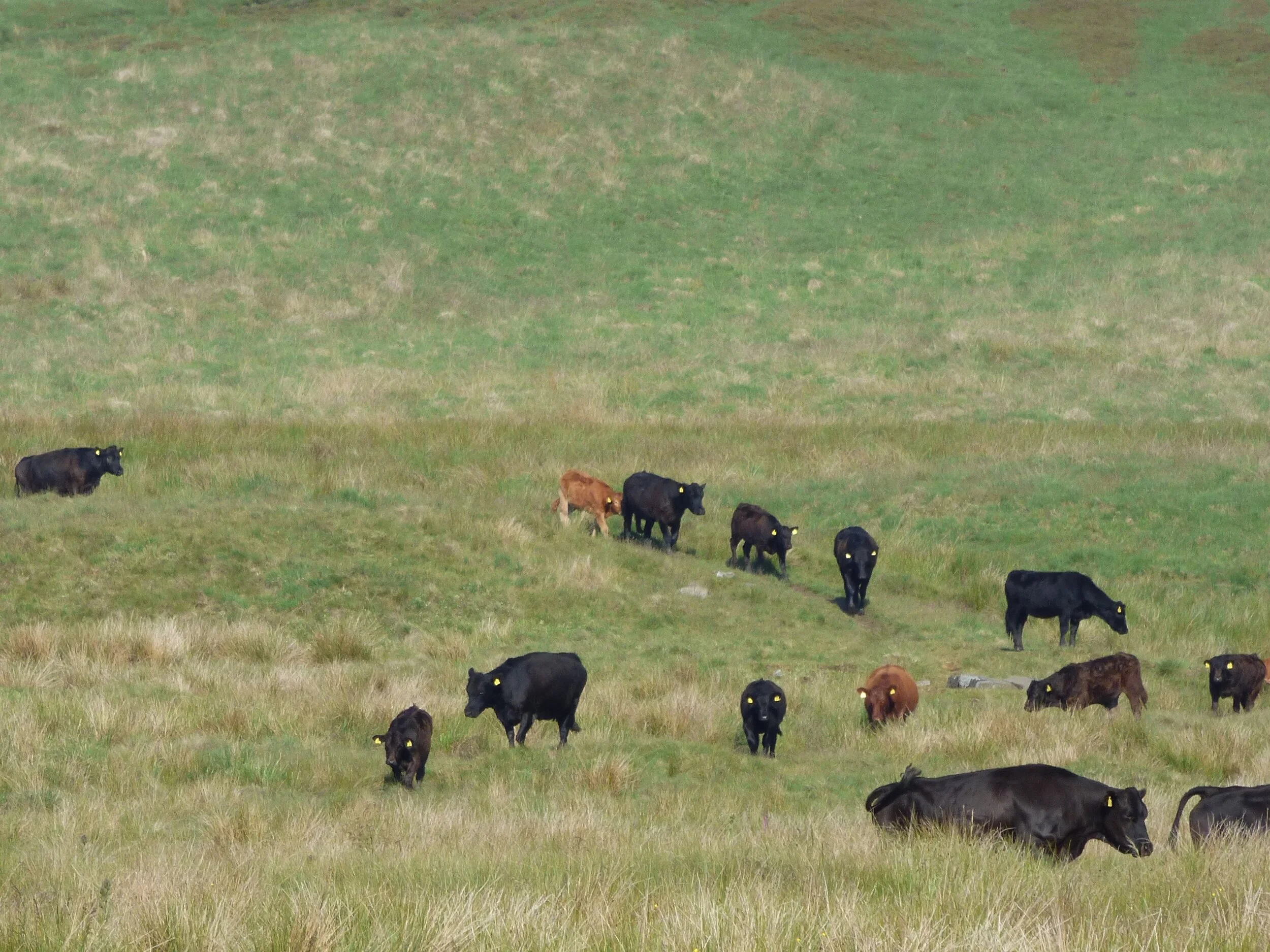 June 23 - Day 80 - If it is true that a chain is only as strong as its weakest link, isn't it also true a society is only as healthy as its sickest citizen and as wealthy as its most deprived? Angelou