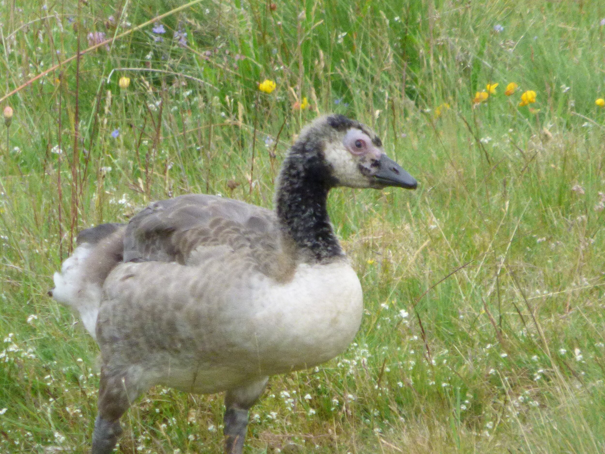 June 24 - Day 81 - I'll love you till the ocean Is folded and hung up to dry And the seven stars go squawking Like geese about the sky. W. H. Auden