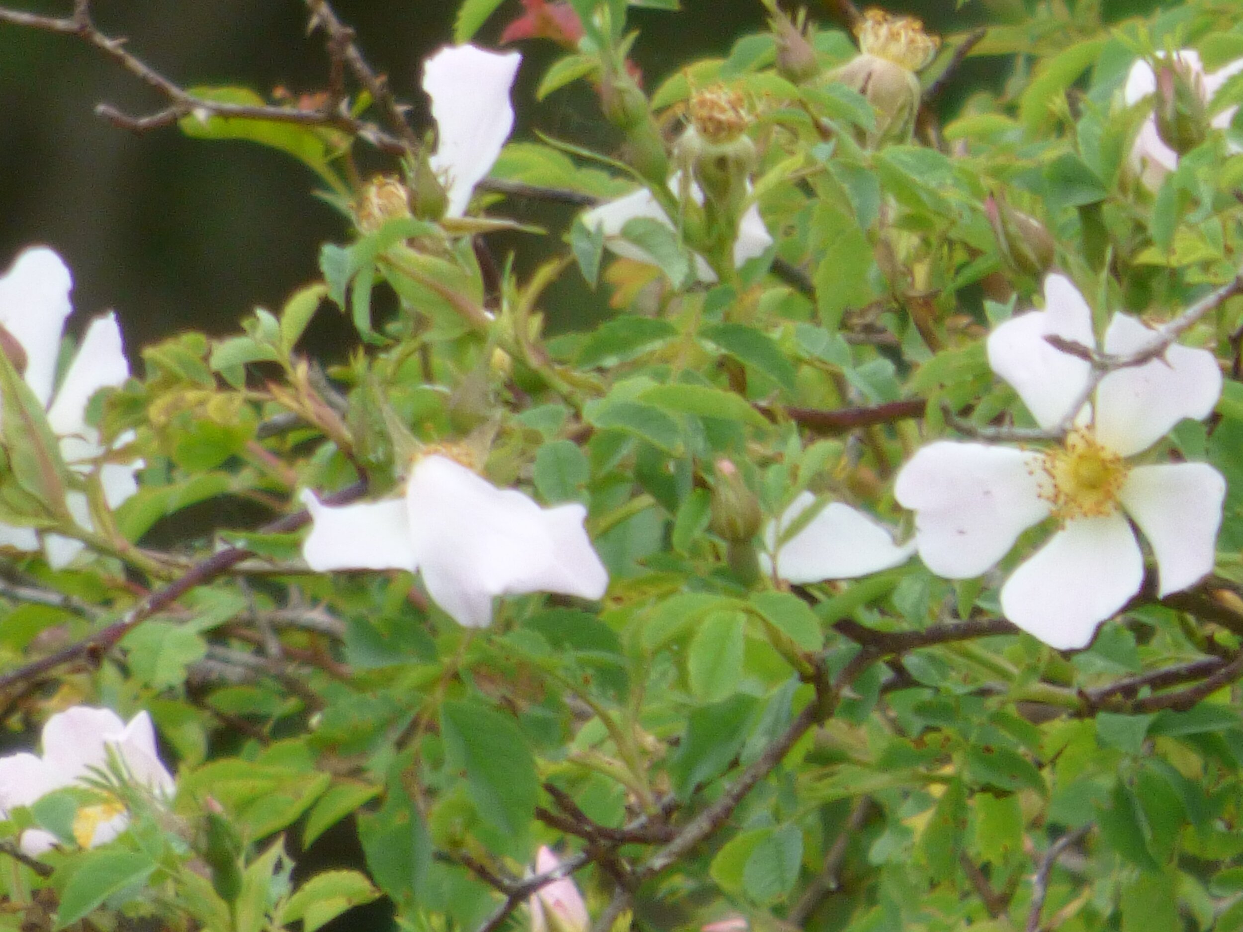 June 25 - Day 82 - 'We can complain because rose bushes have thorns, or rejoice because thorn bushes have roses.' Abraham Lincoln