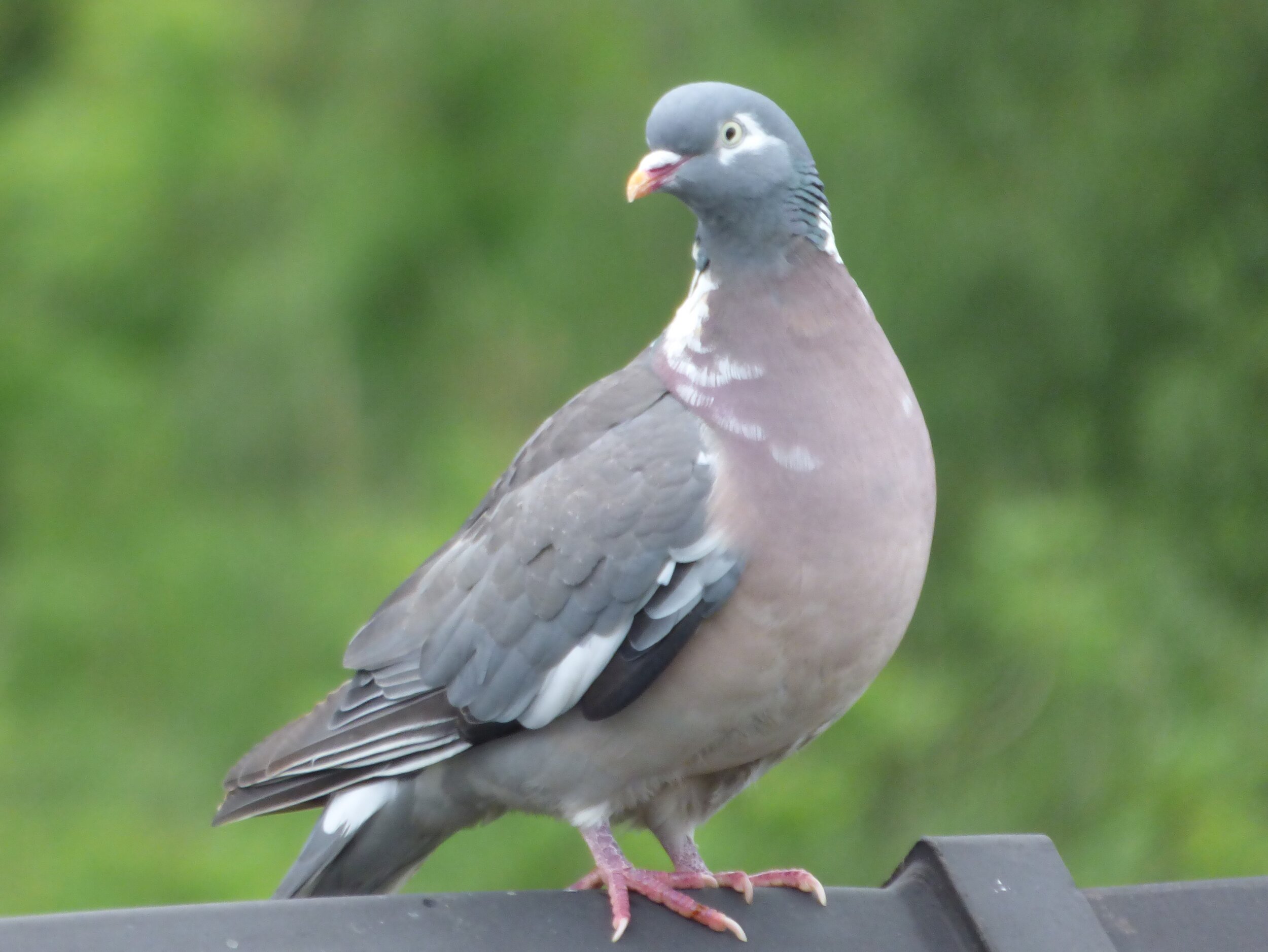 June 28 - Day 83 -  “A likely story indeed!" said the Pigeon, in a tone of the deepest contempt. " Lewis Carroll, Alice's Adventures in Wonderland