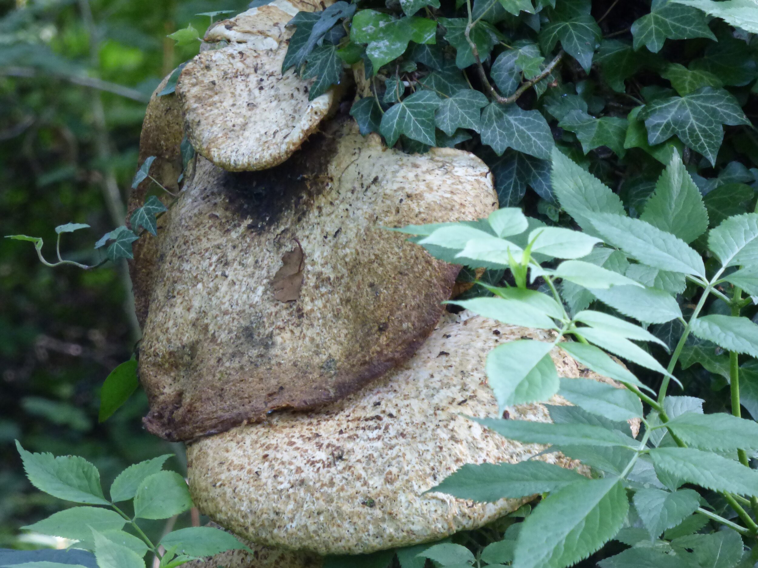 July 9 - Day 91 - Out of damp and gloomy days, out of solitude, out of loveless words directed at us, conclusions grow up in us like fungus.' Friedrich Nietzsche