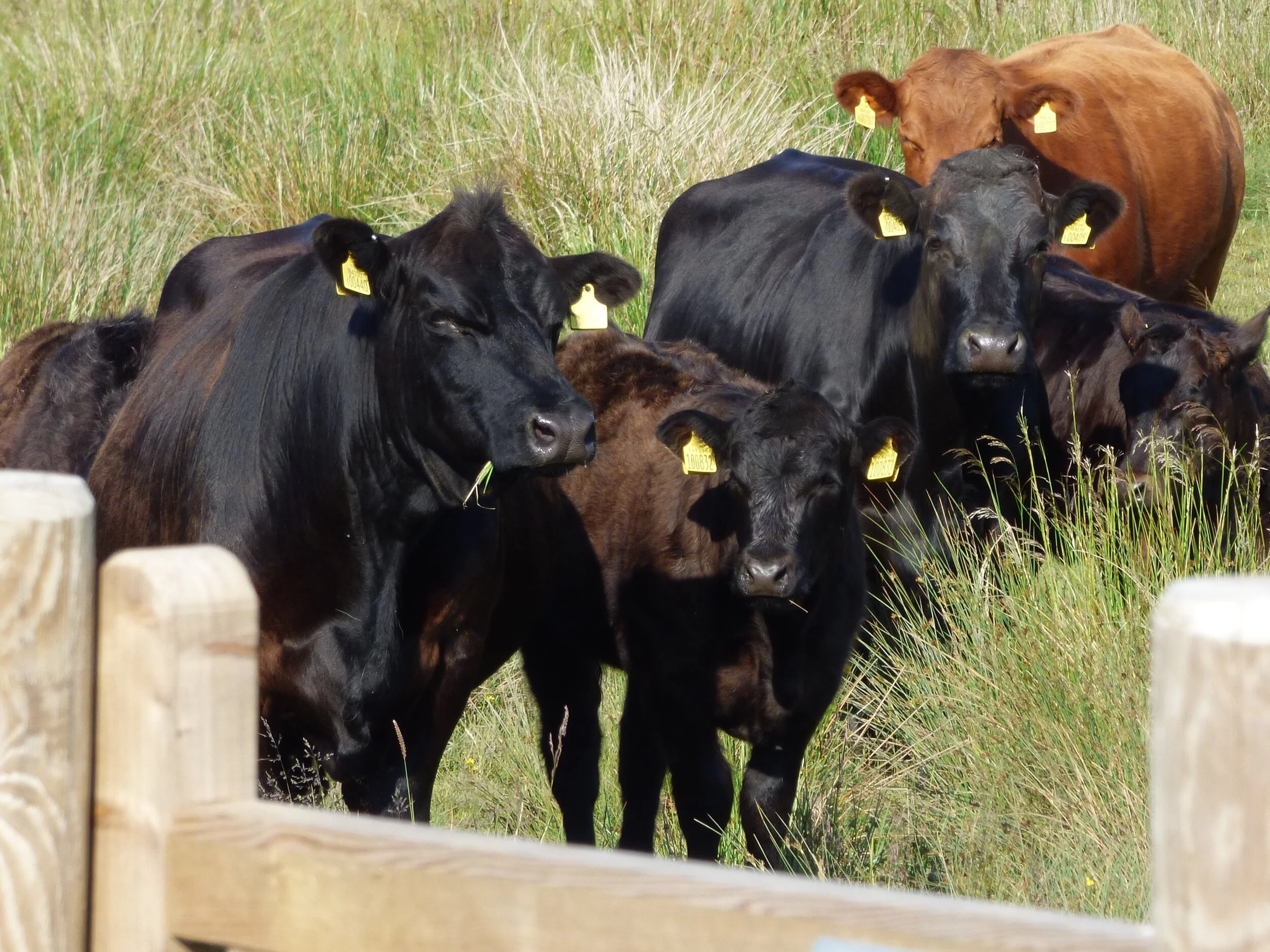 July 16 - Day 96 - ‘Tis a Folly to cry for spilt milk.' Jonathan Swift