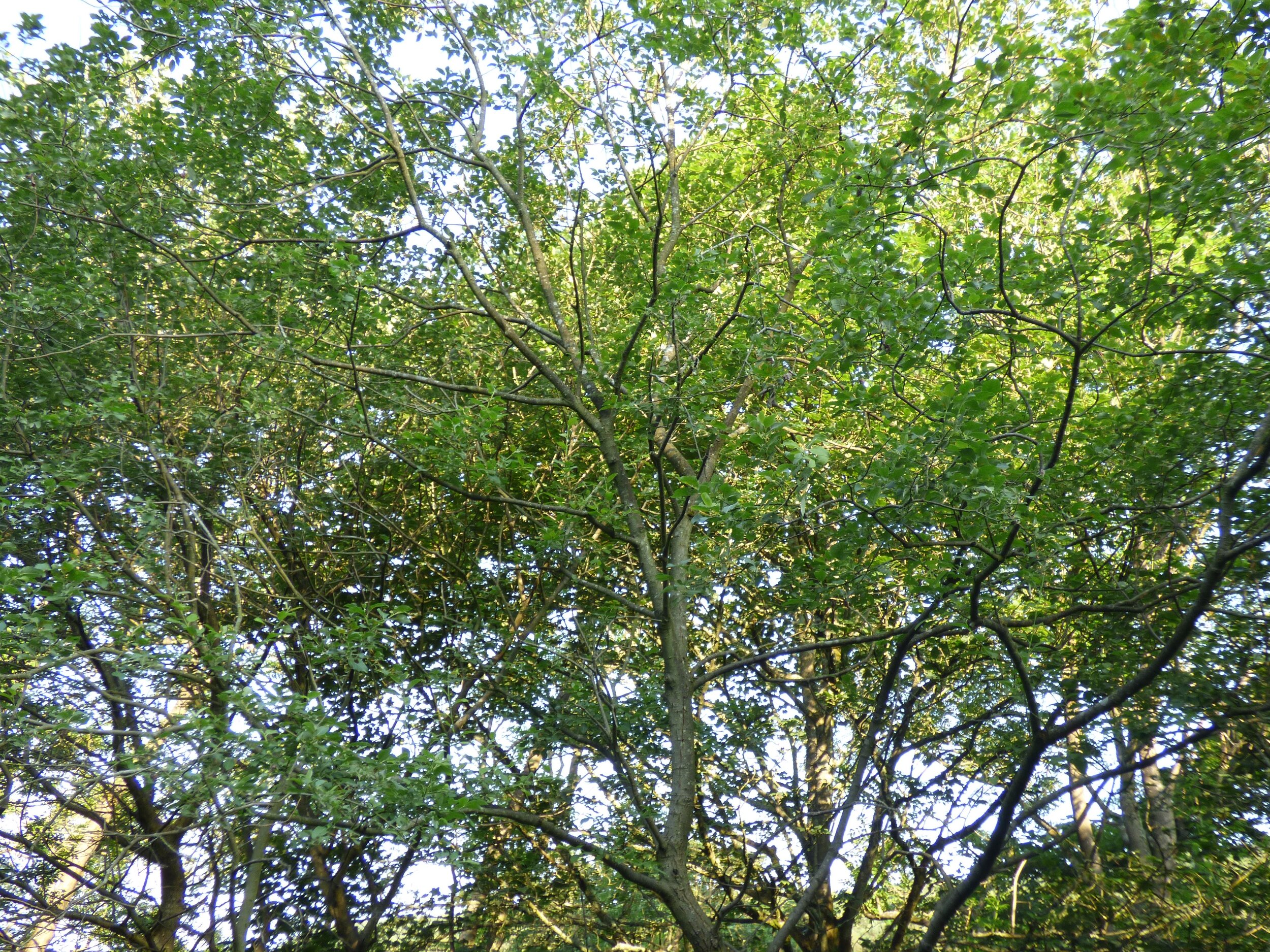 July 21 - Day 99 - “To dwellers in a wood, almost every species of tree has its voice as well as its feature.” Thomas Hardy