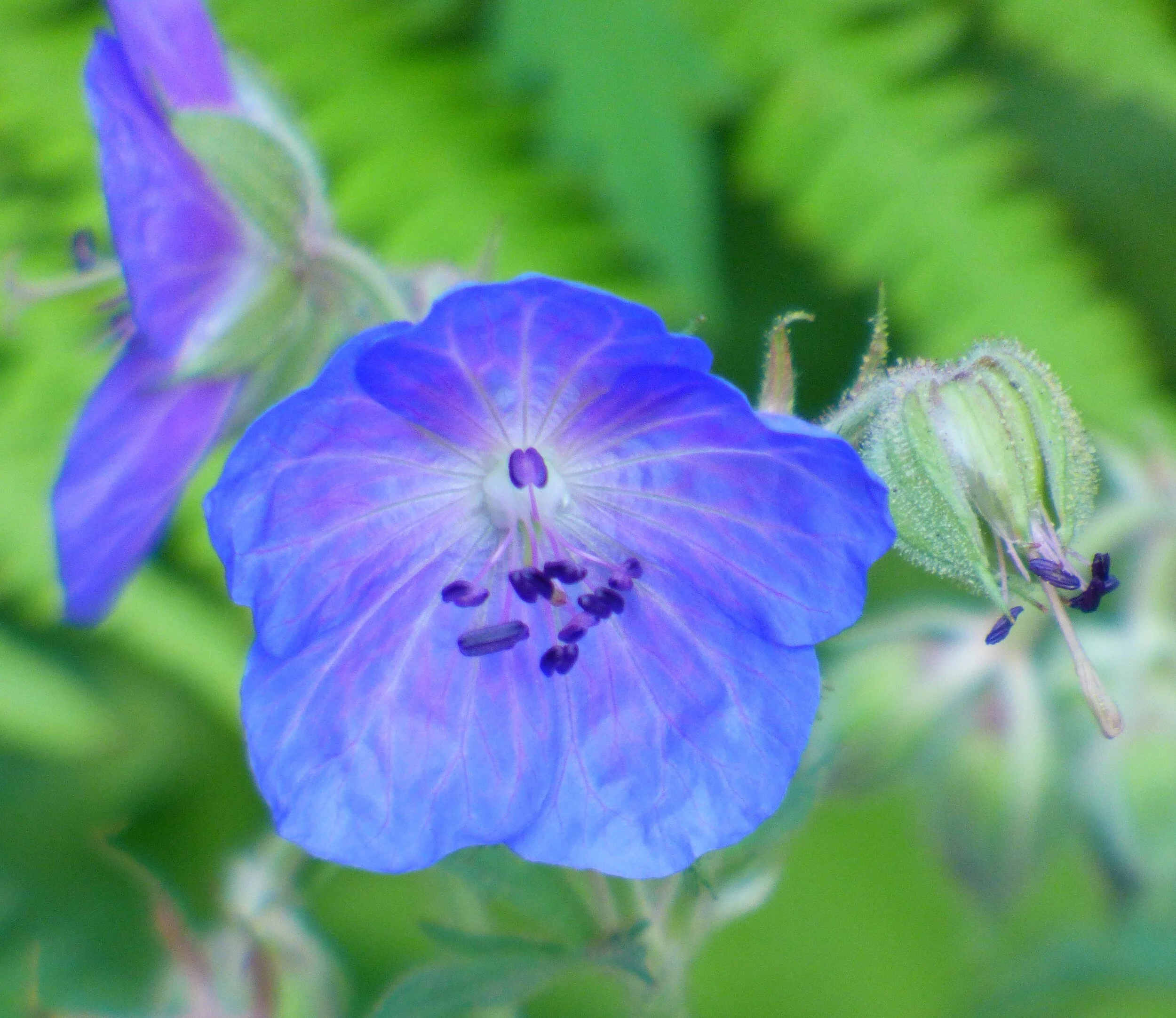 July 27 - Day 103 - 'Blue as the evening sky, blue as cranesbill flowers'. Cornelia Funke