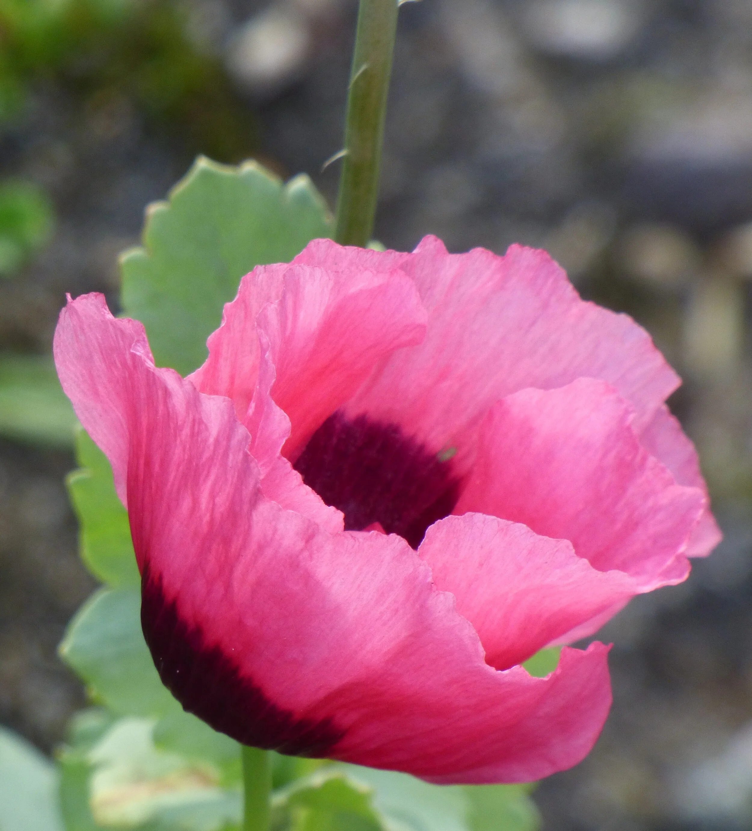 August 3 - Day 108 - ‘And in my flower-beds, I think, Smile the carnation and the pink; And down the borders, well I know, The poppy and the pansy blow.' Rupert Brooke
