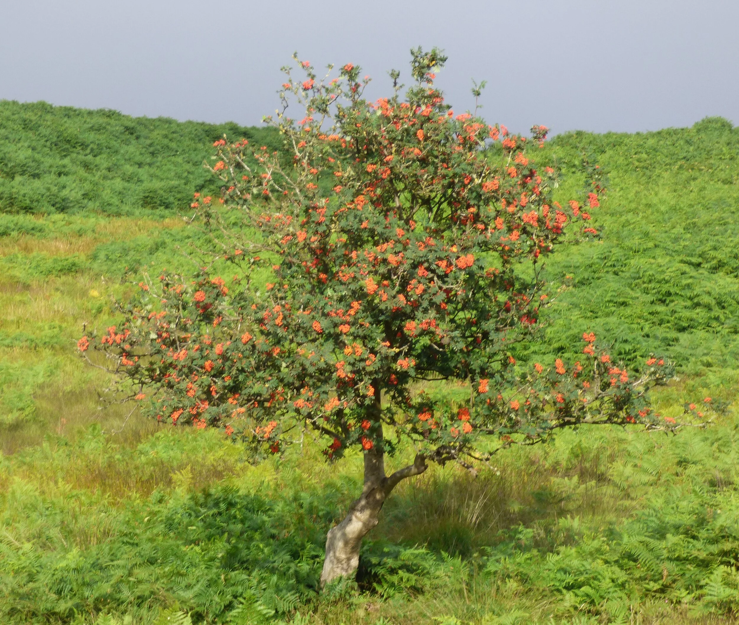 August 18 - Day 118 - If rowan berries are out in force, then a harsh winter is on the way