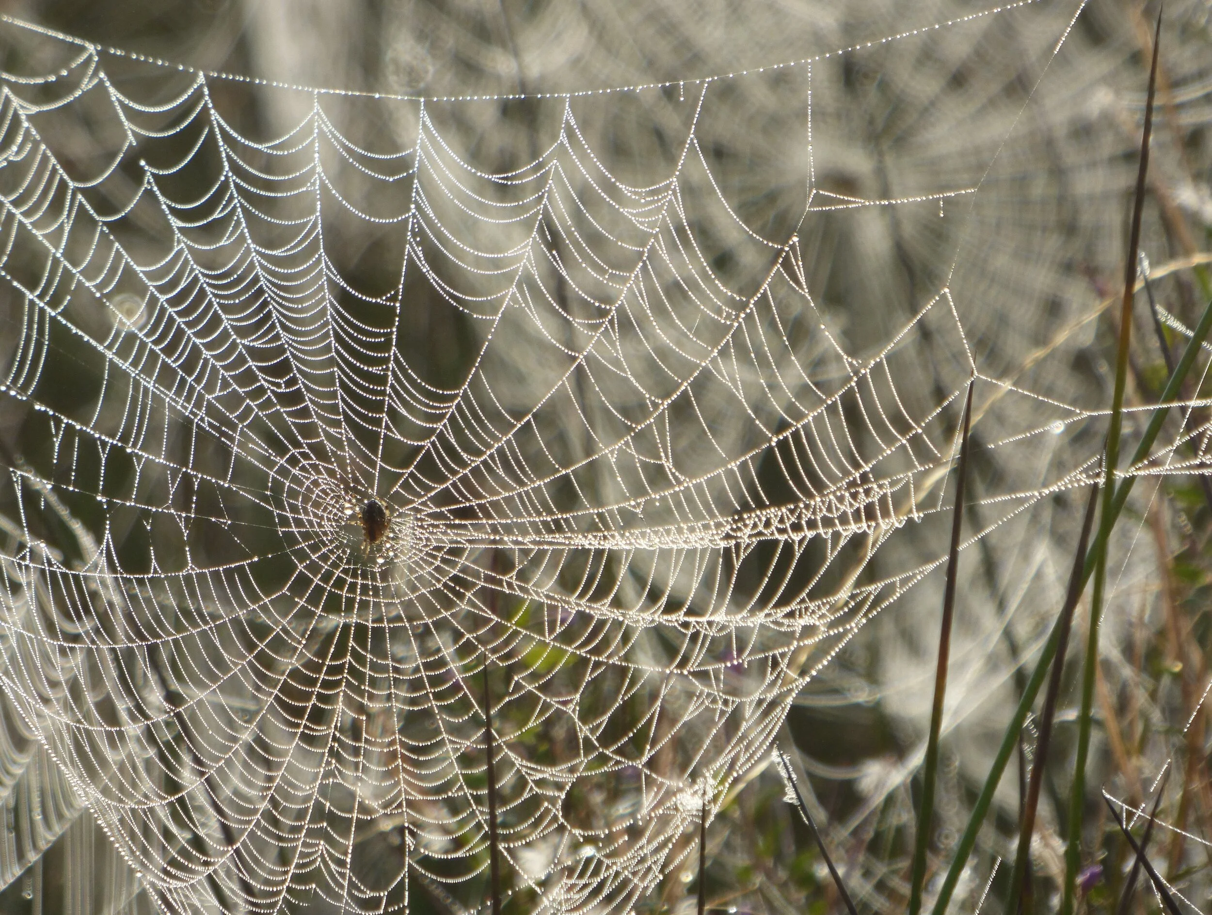 September 7 - Day 122 - 'The bird a nest, the spider a web, man friendship.'  William Blake