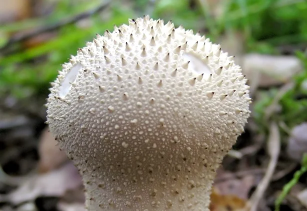 Single_lycoperdon_perlatum-614-x-422.jpg